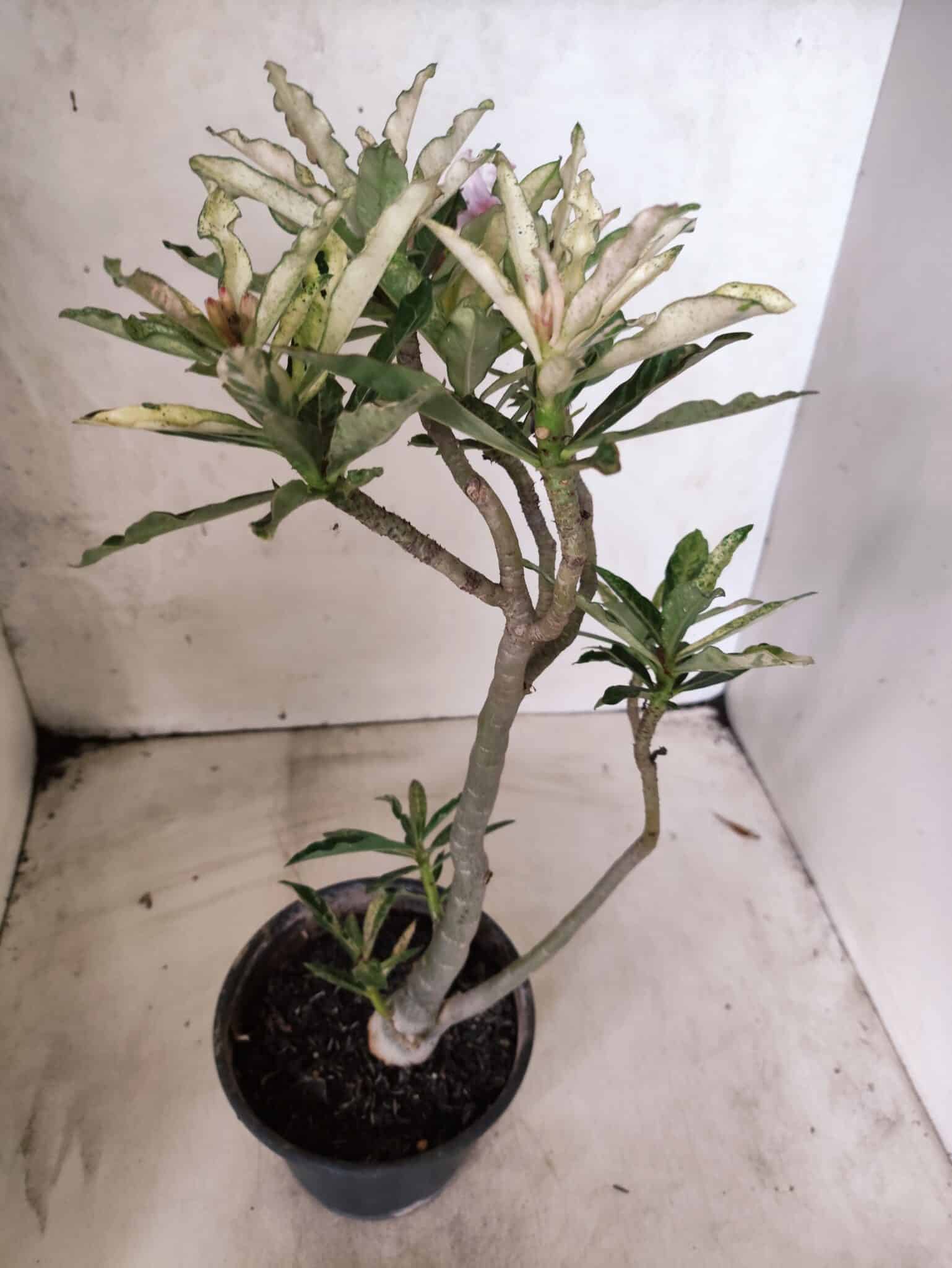 Planta Simples "VARIEGATA" 3486 – 35cm – 03 anos - foto 8