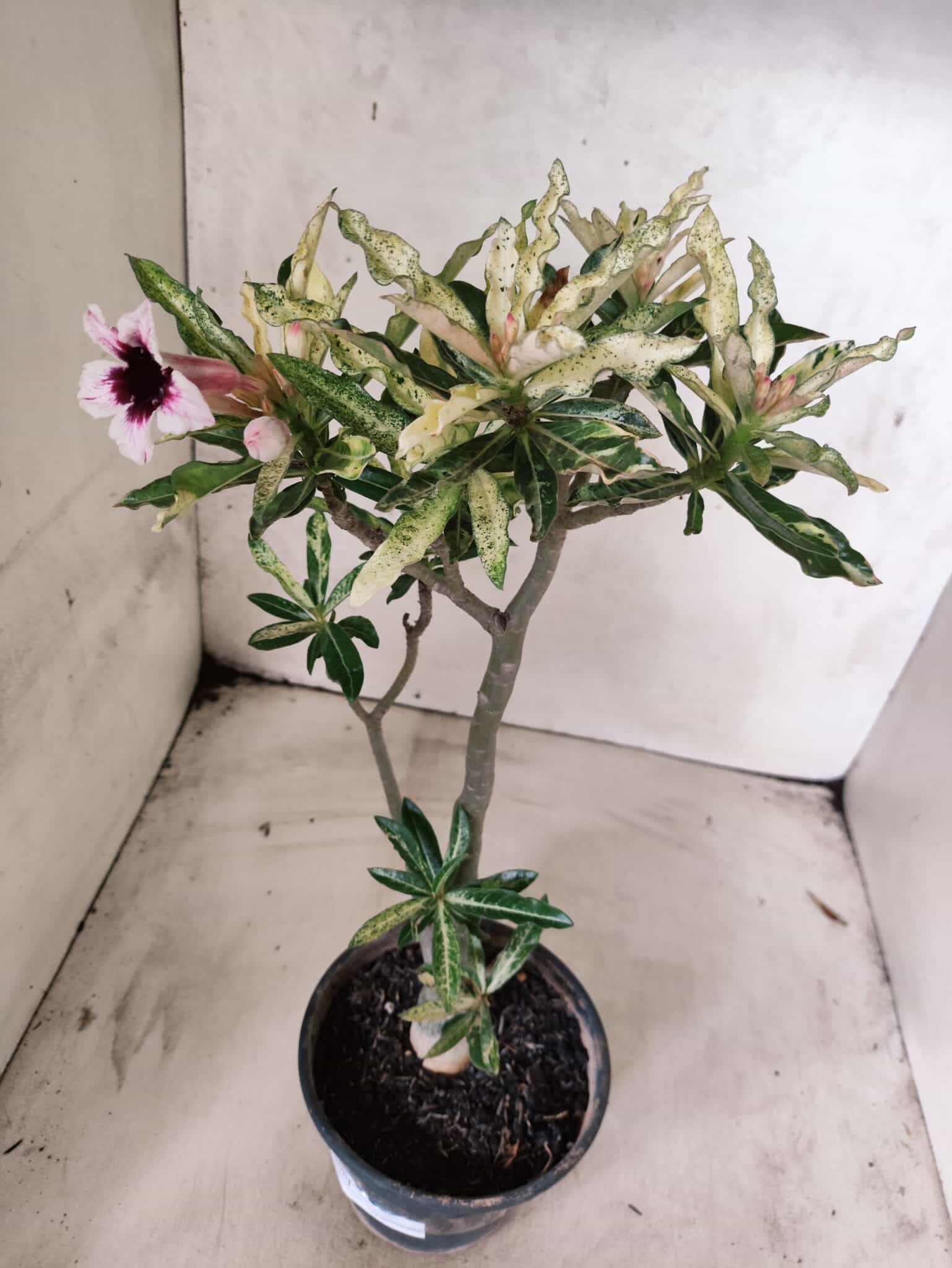 Planta Simples "VARIEGATA" 3486 – 35cm – 03 anos - foto 6