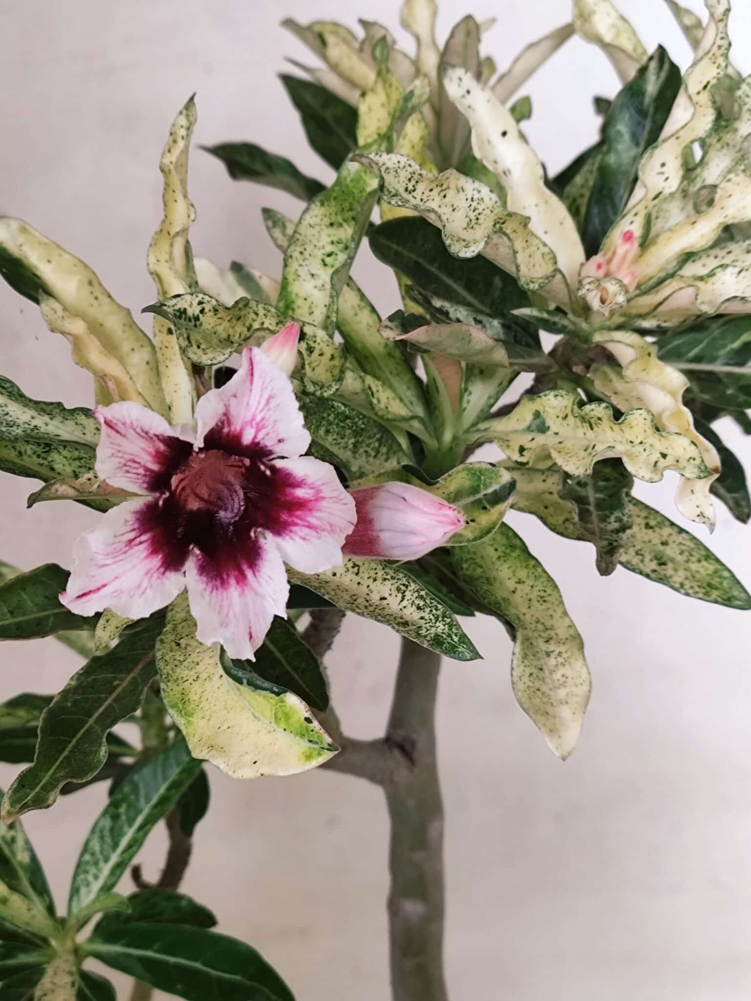 Planta Simples "VARIEGATA" 3486 – 35cm – 03 anos - foto 5