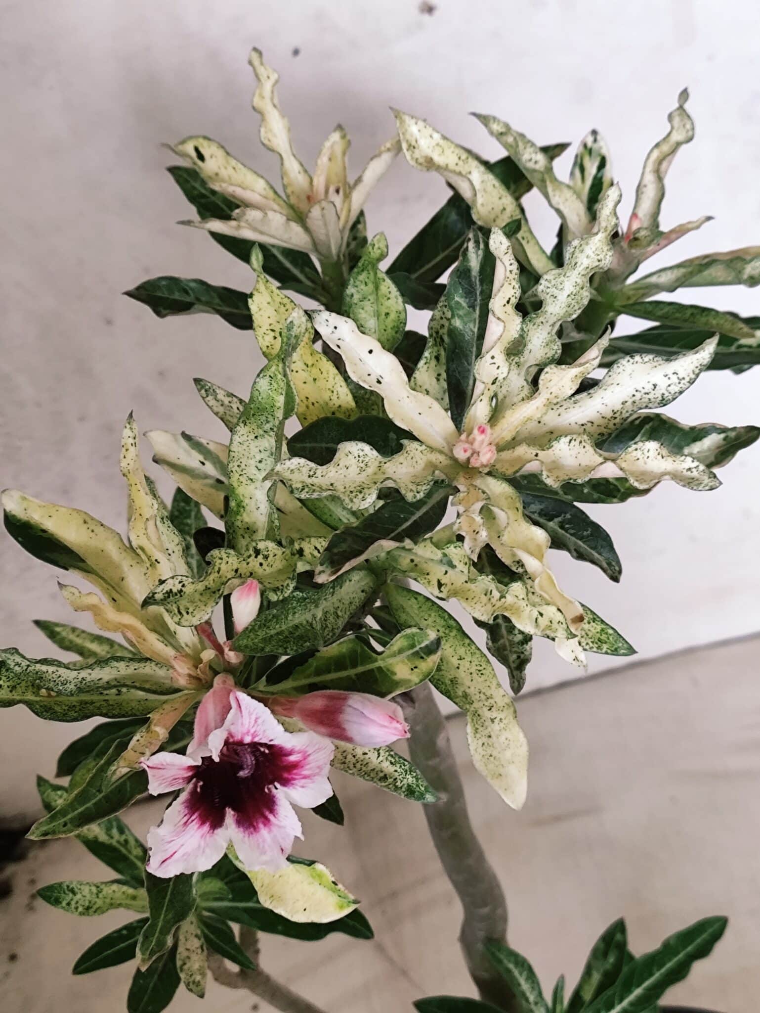 Planta Simples "VARIEGATA" 3486 – 35cm – 03 anos - foto 4