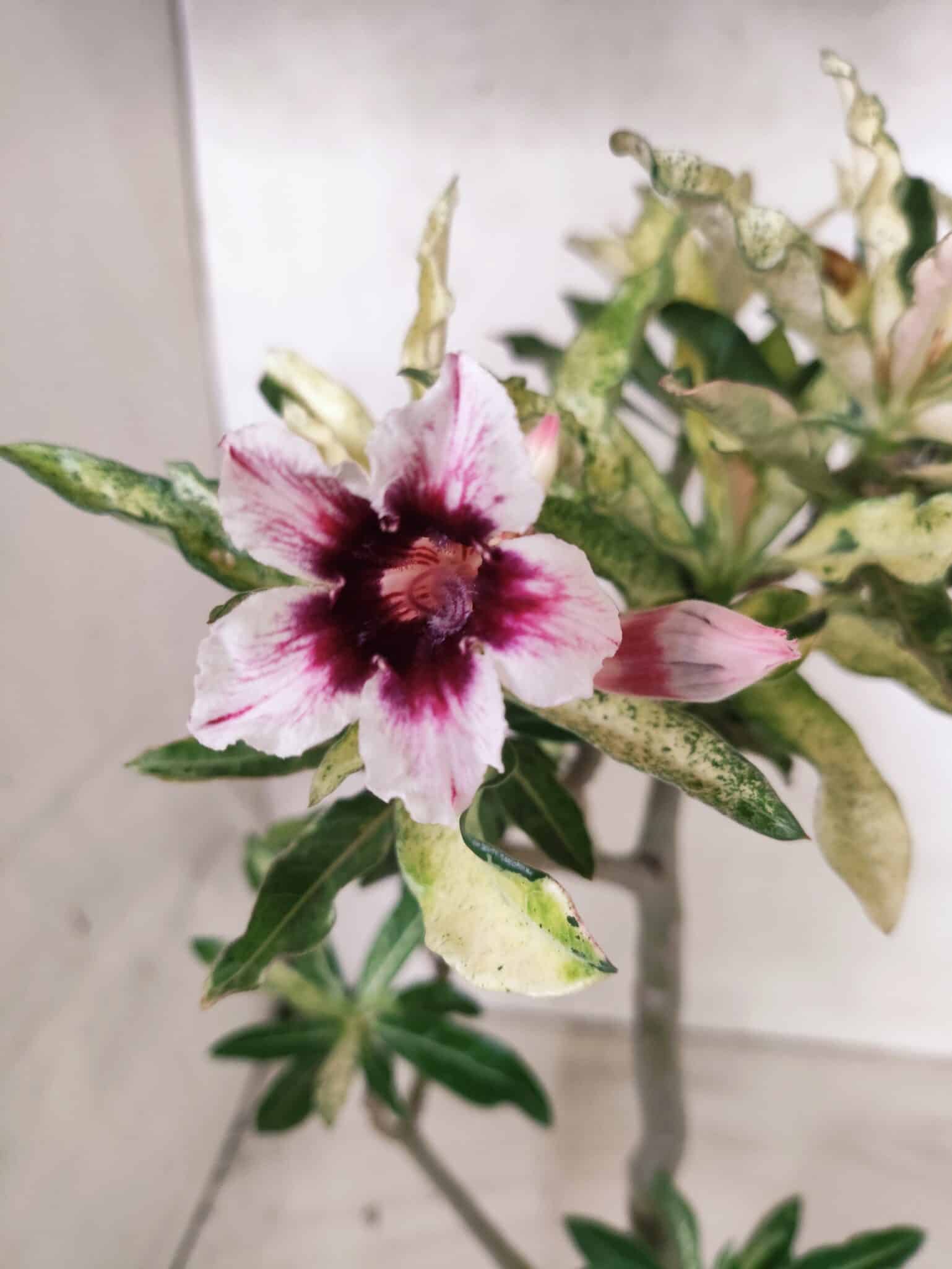 Planta Simples "VARIEGATA" 3486 – 35cm – 03 anos - foto 3