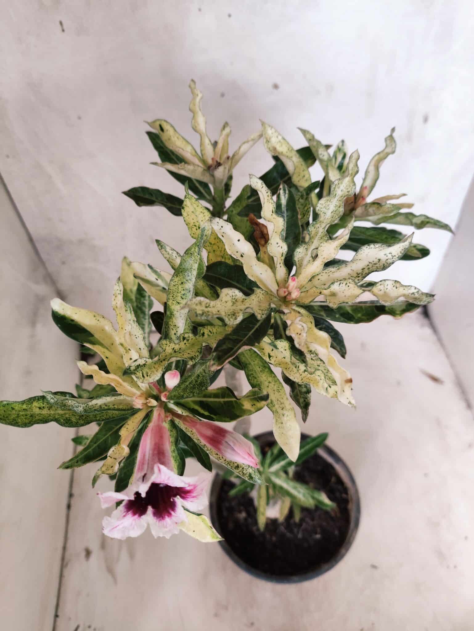 Planta Simples "VARIEGATA" 3486 – 35cm – 03 anos - foto 14