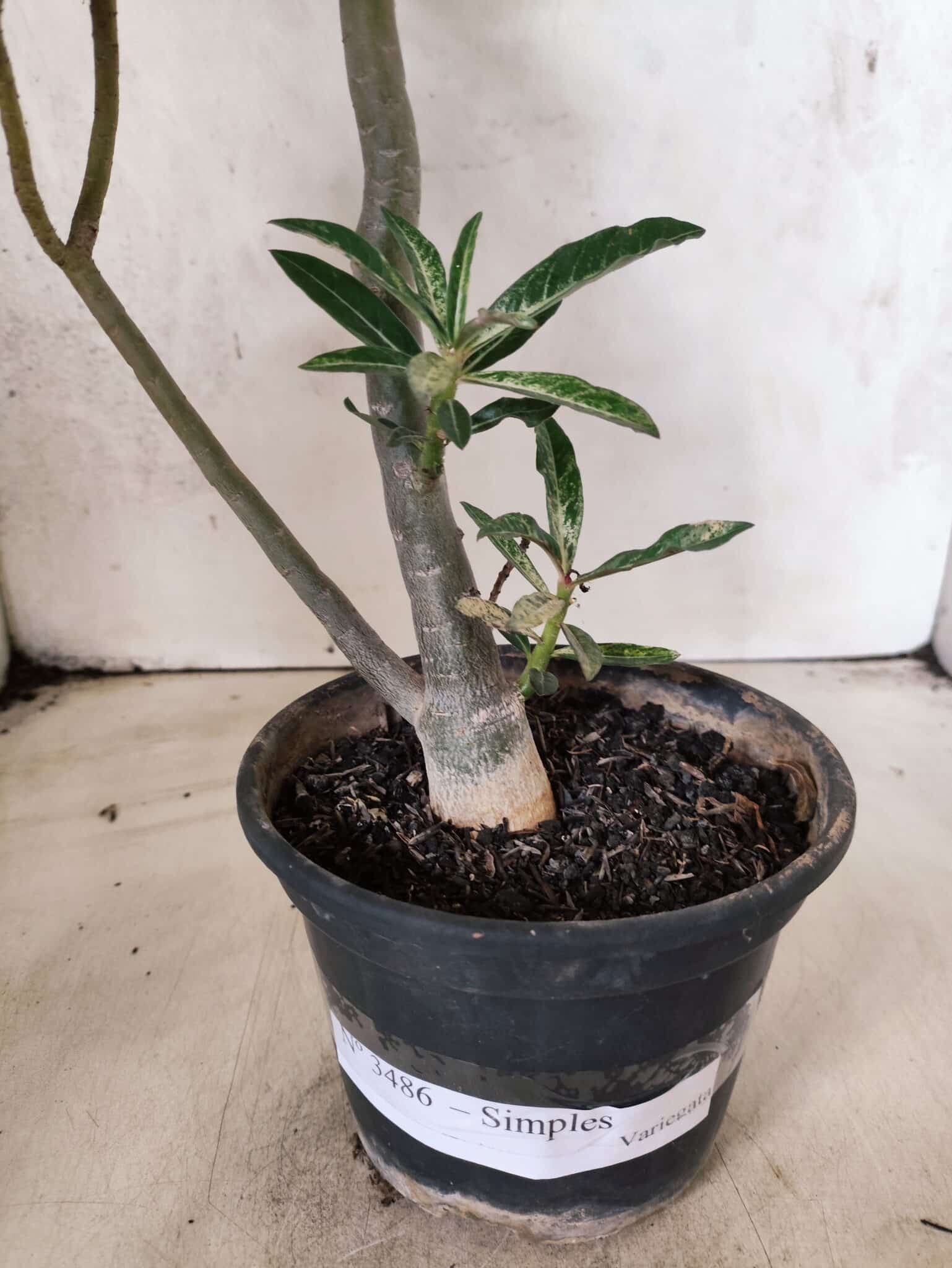 Planta Simples "VARIEGATA" 3486 – 35cm – 03 anos - foto 13