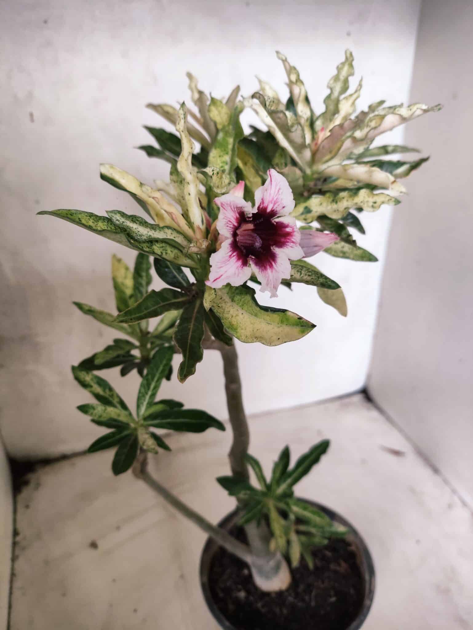 Planta Simples "VARIEGATA" 3486 – 35cm – 03 anos - foto 12