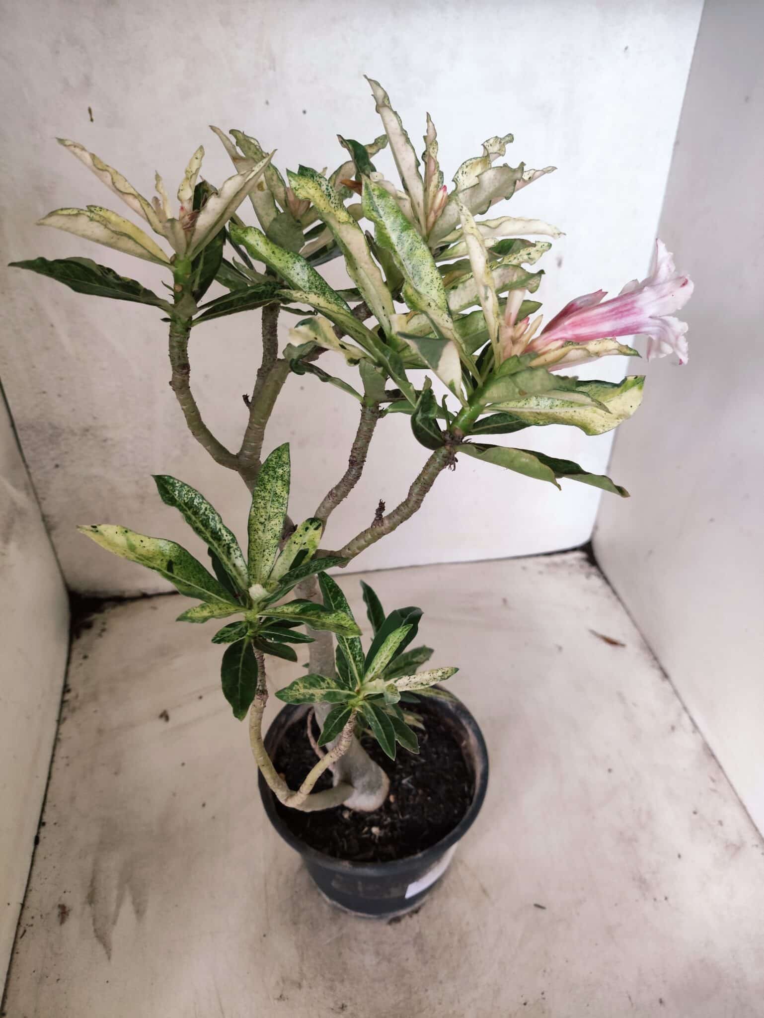 Planta Simples "VARIEGATA" 3486 – 35cm – 03 anos - foto 11