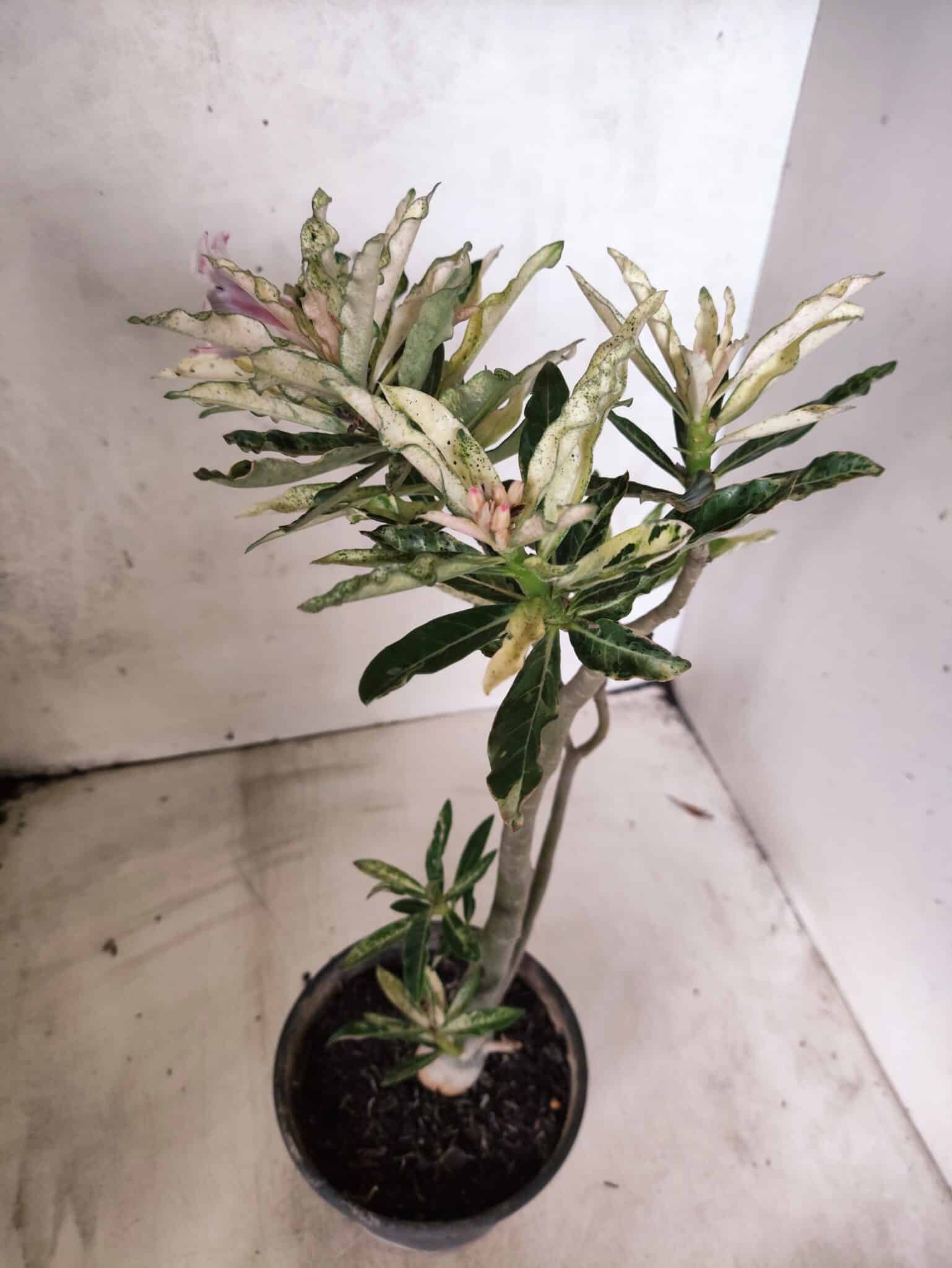 Planta Simples "VARIEGATA" 3486 – 35cm – 03 anos - foto 10