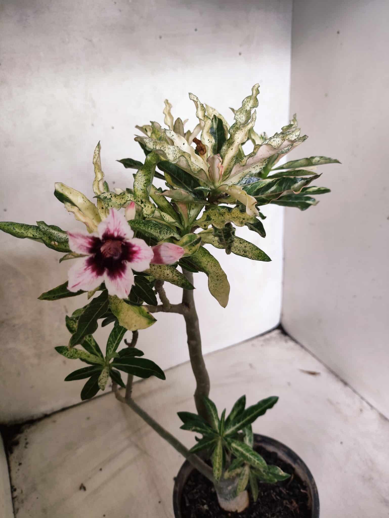 Planta Simples "VARIEGATA" 3486 – 35cm – 03 anos - foto 7