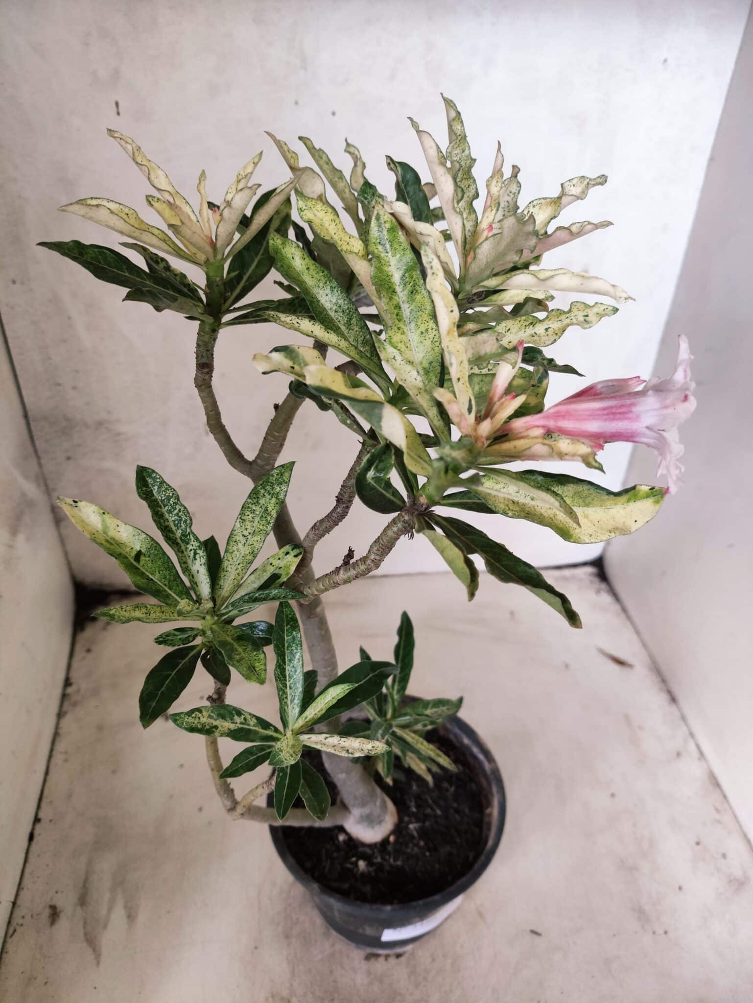 Planta Simples "VARIEGATA" 3486 – 35cm – 03 anos - foto 9