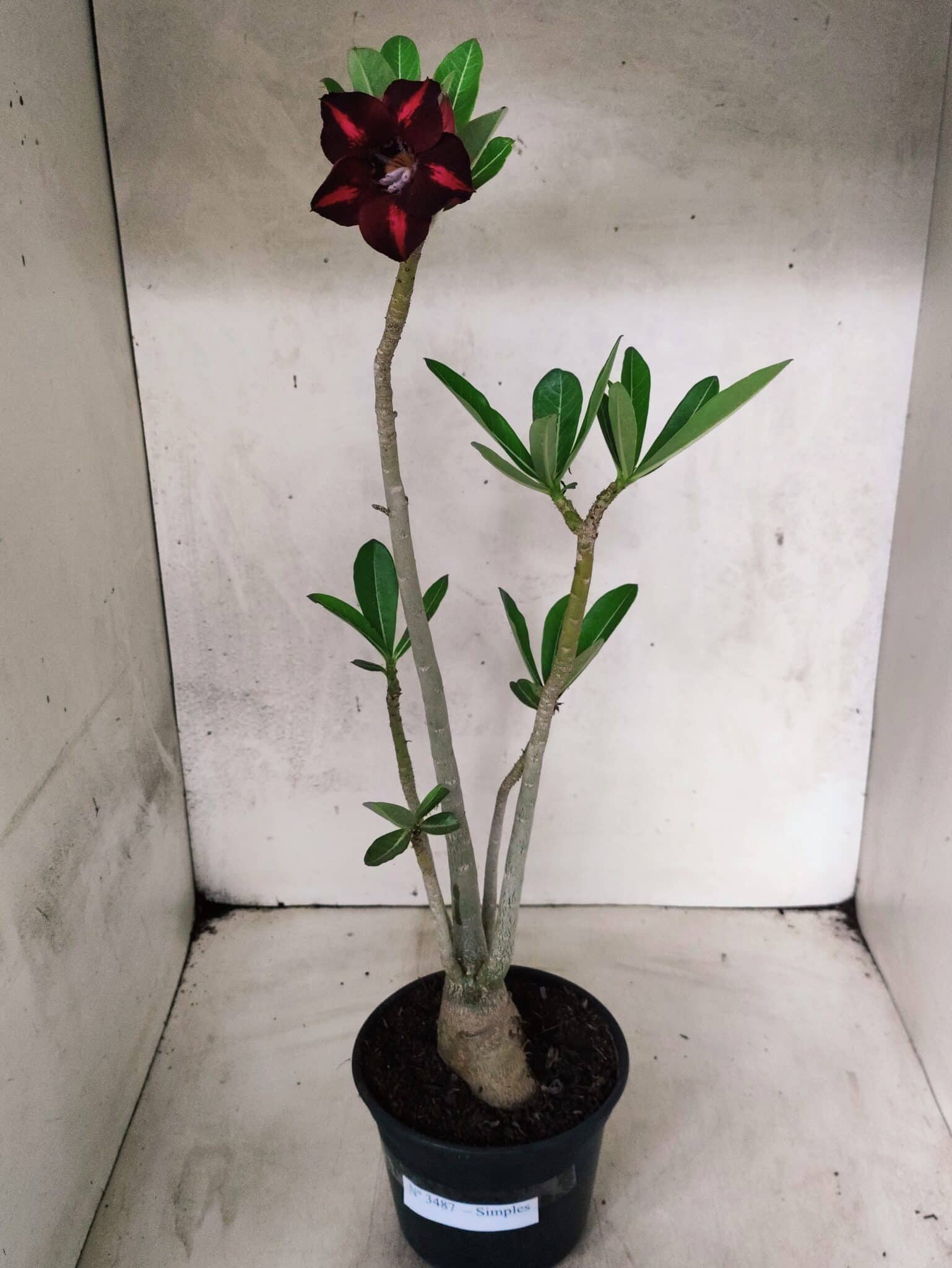 Planta Simples 3487 – 35cm – 03 anos - foto 2