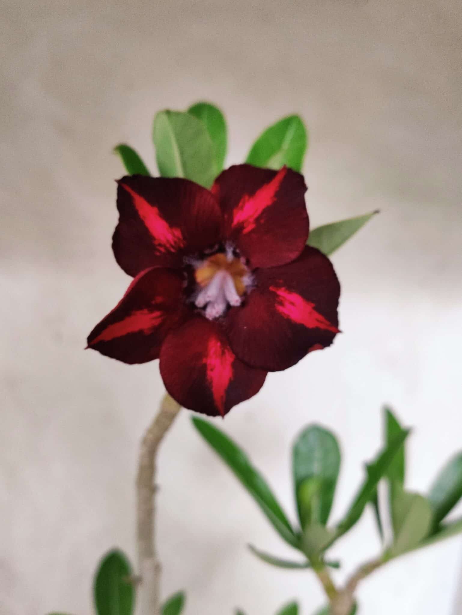 Planta Simples 3487 – 35cm – 03 anos - foto 3