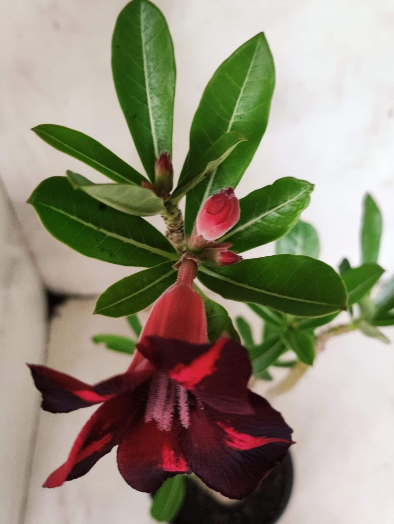 Planta Simples 3487 – 35cm – 03 anos - foto 4