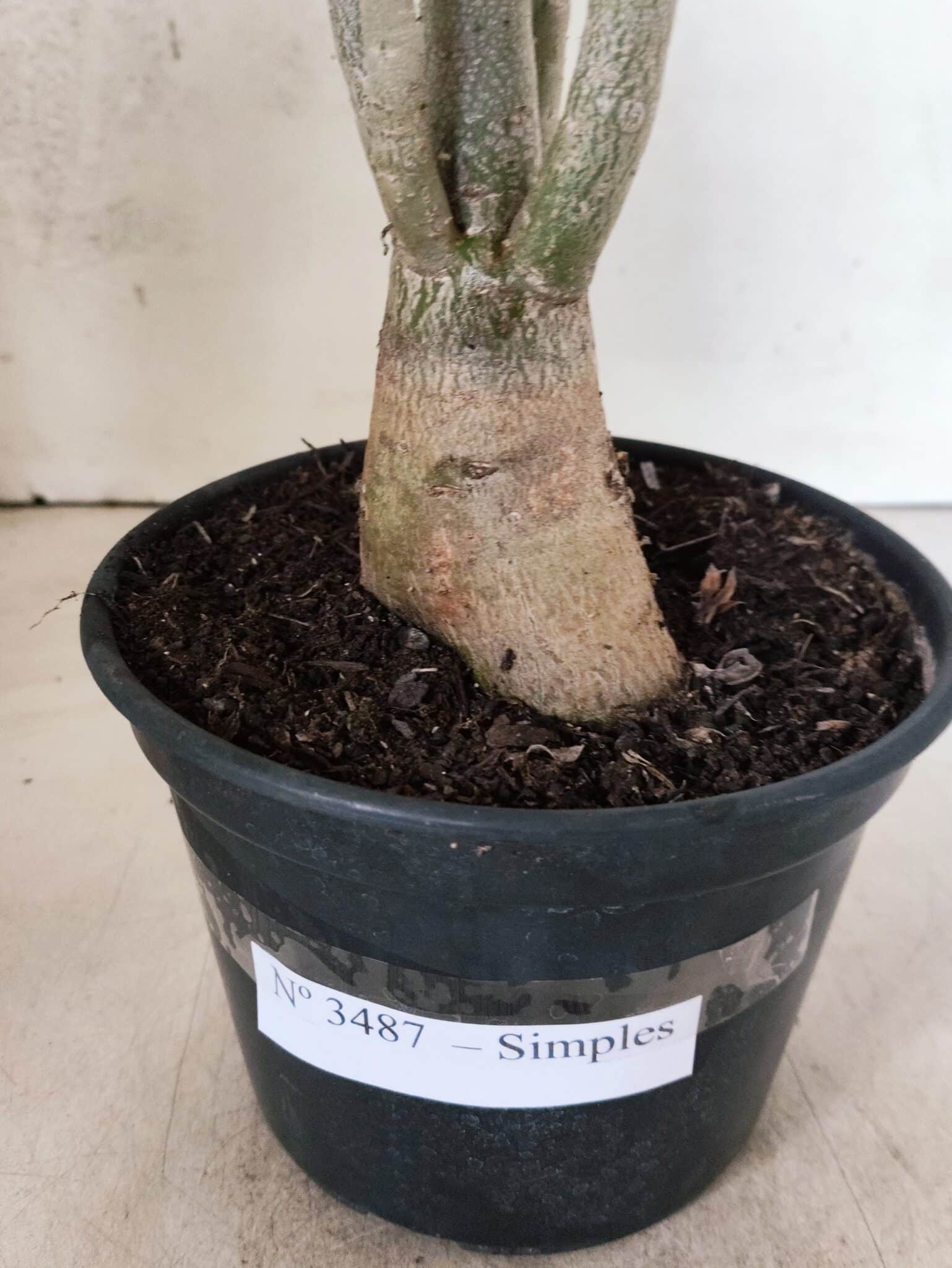 Planta Simples 3487 – 35cm – 03 anos - foto 8