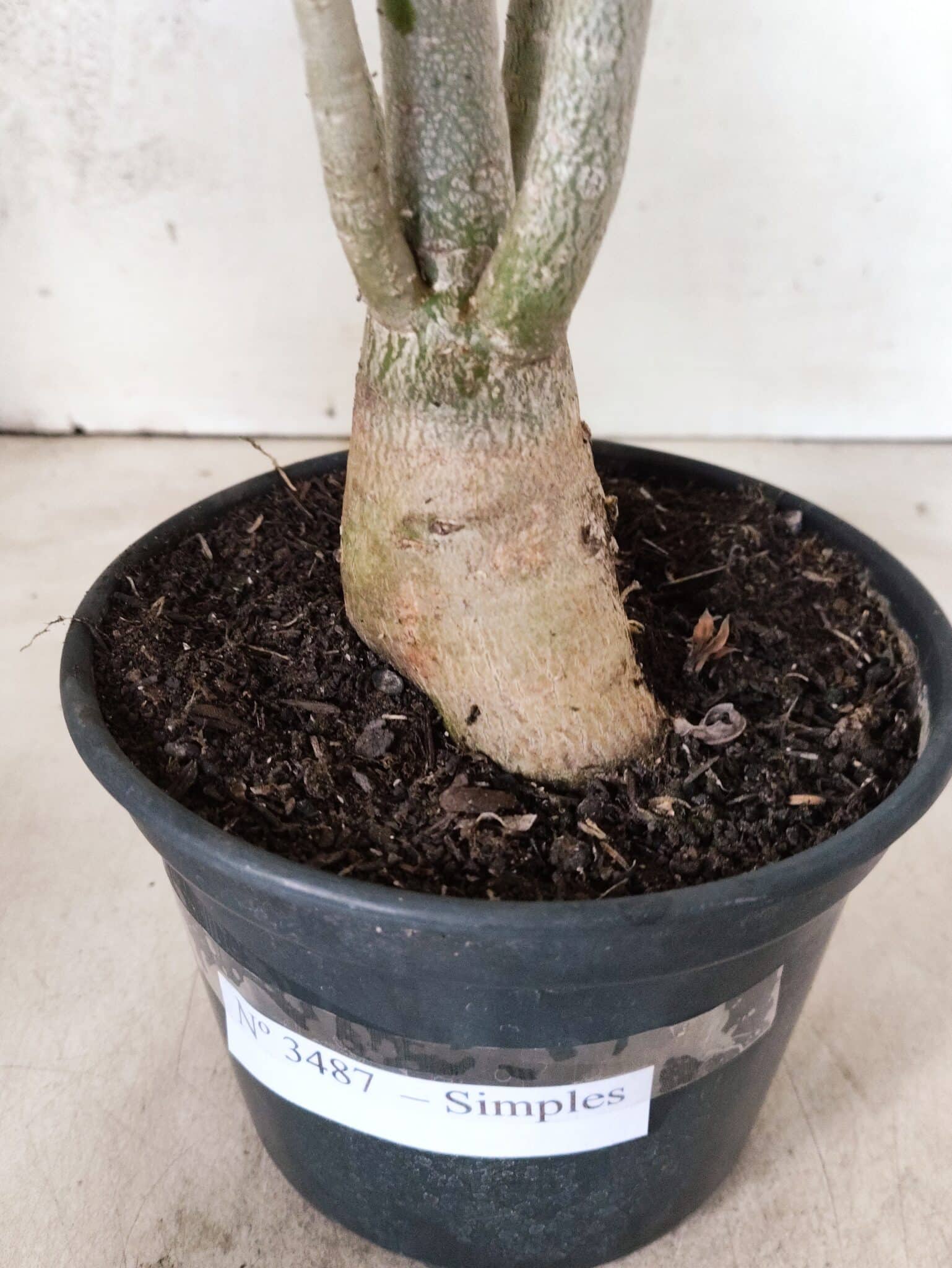 Planta Simples 3487 – 35cm – 03 anos - foto 7
