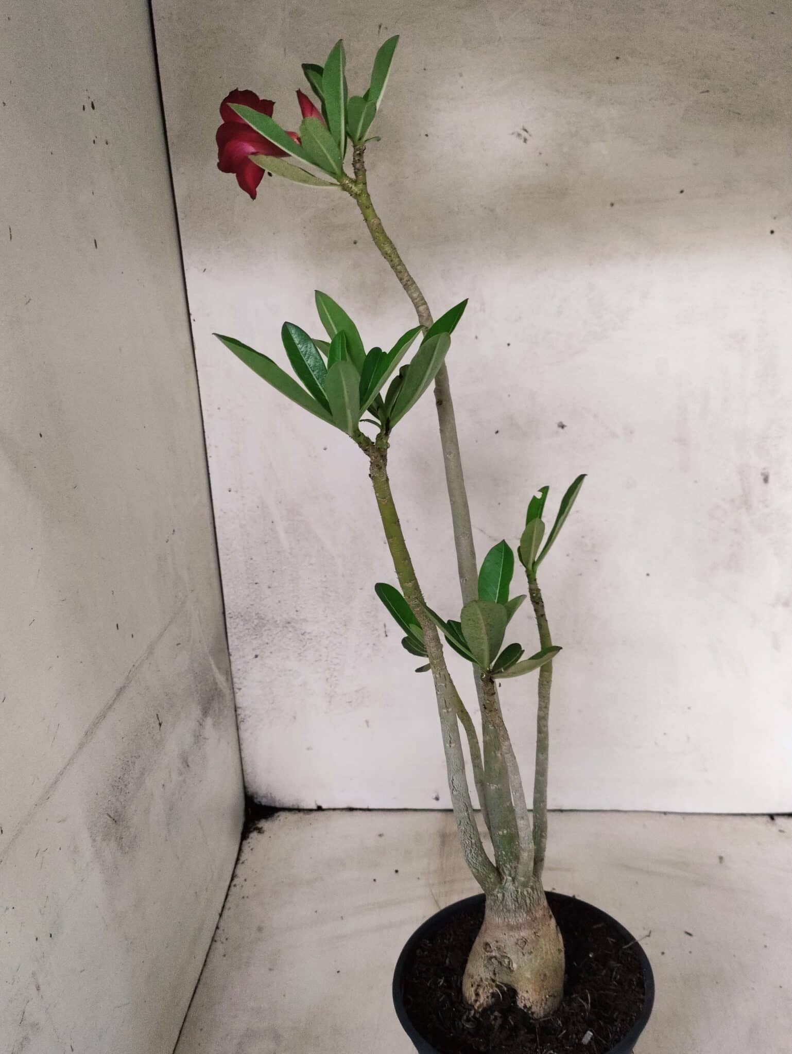 Planta Simples 3487 – 35cm – 03 anos - foto 6