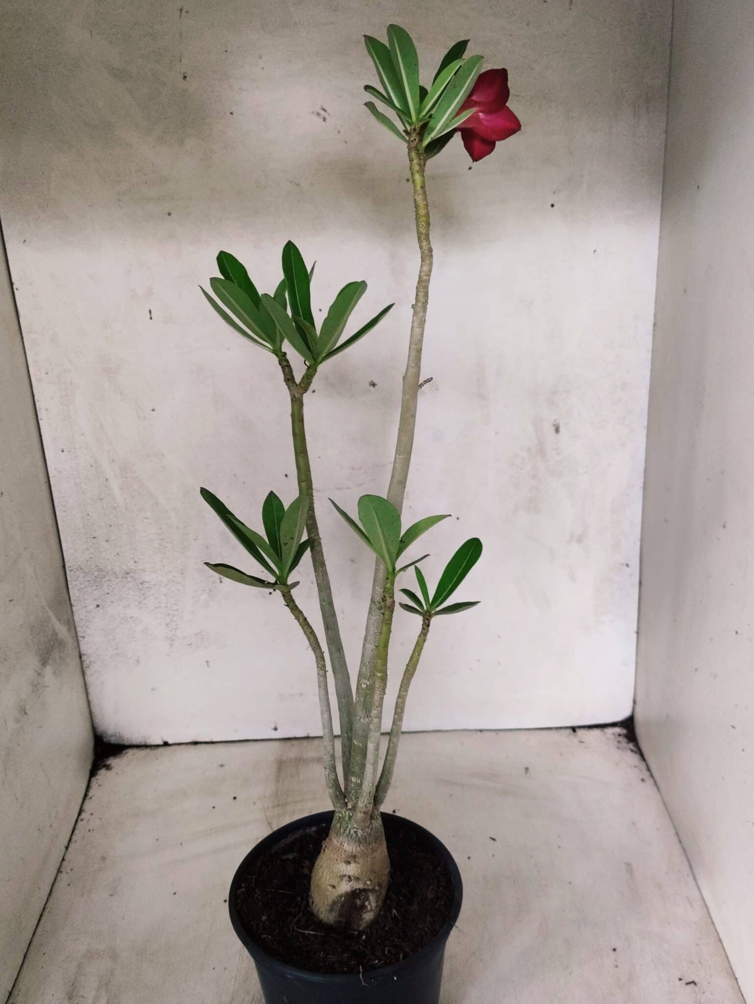 Planta Simples 3487 – 35cm – 03 anos - foto 5