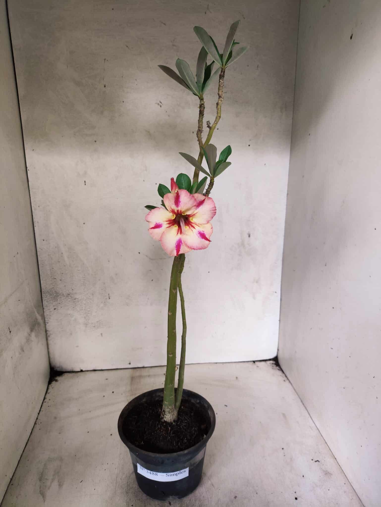 Planta Simples 3488 – 30cm – 02 anos - foto 2