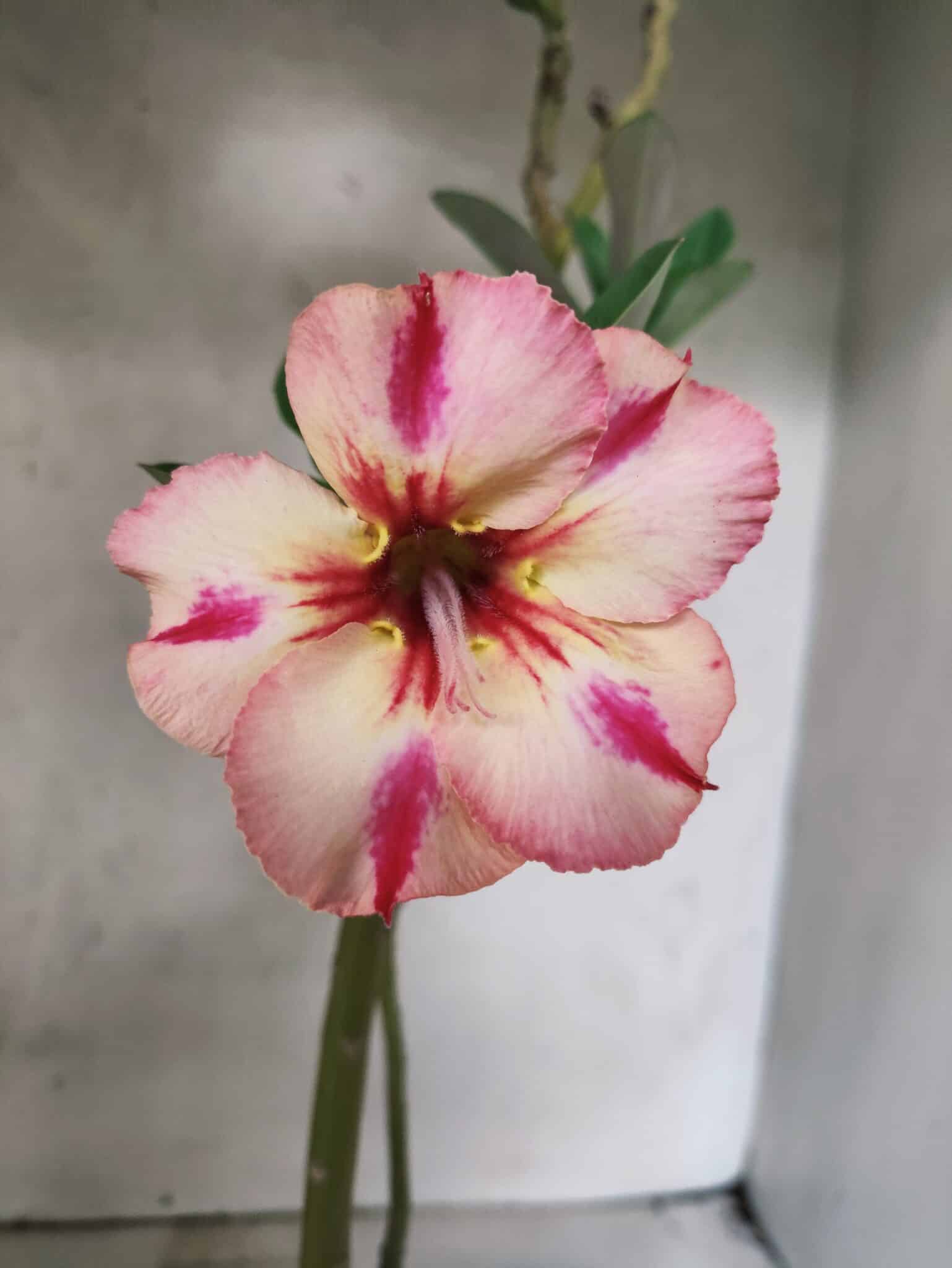 Planta Simples 3488 – 30cm – 02 anos - foto 3
