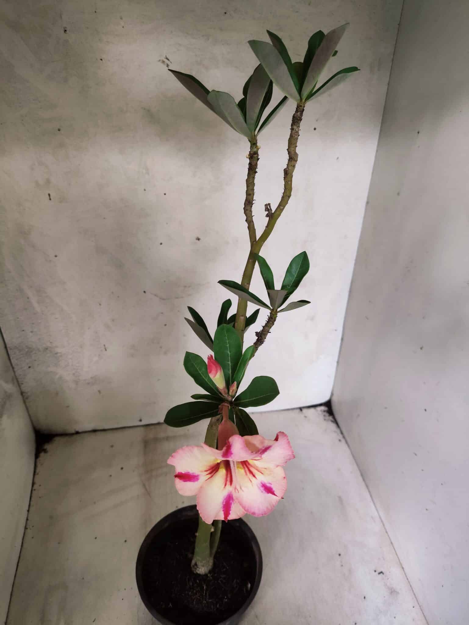 Planta Simples 3488 – 30cm – 02 anos - foto 4