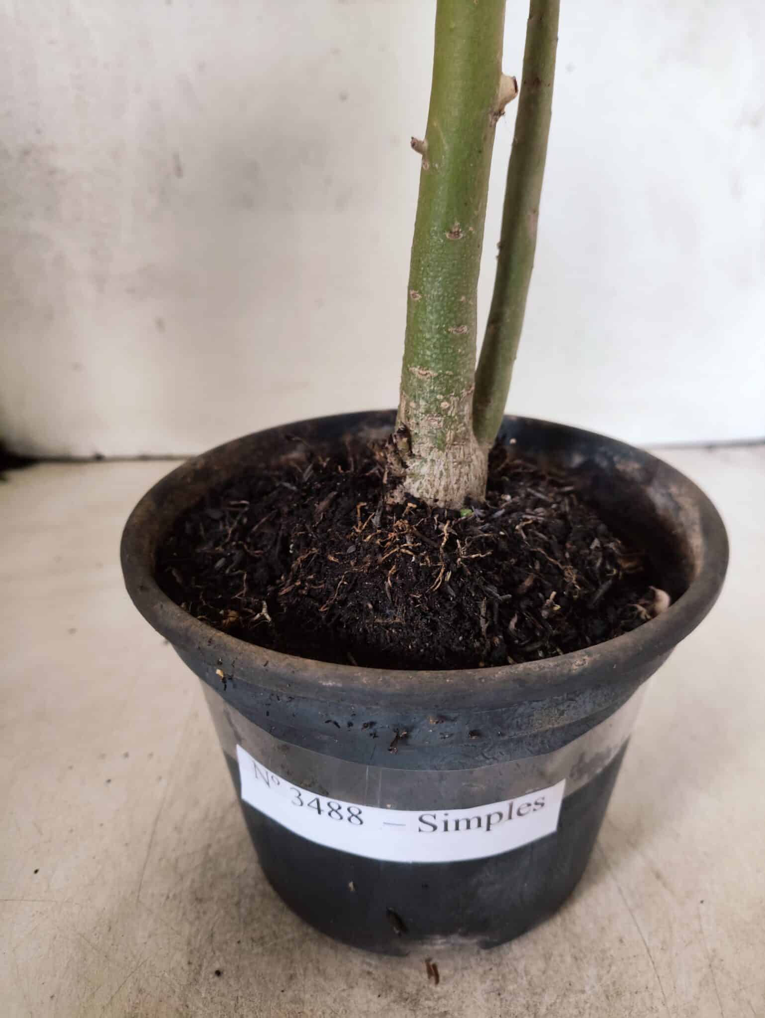 Planta Simples 3488 – 30cm – 02 anos - foto 5