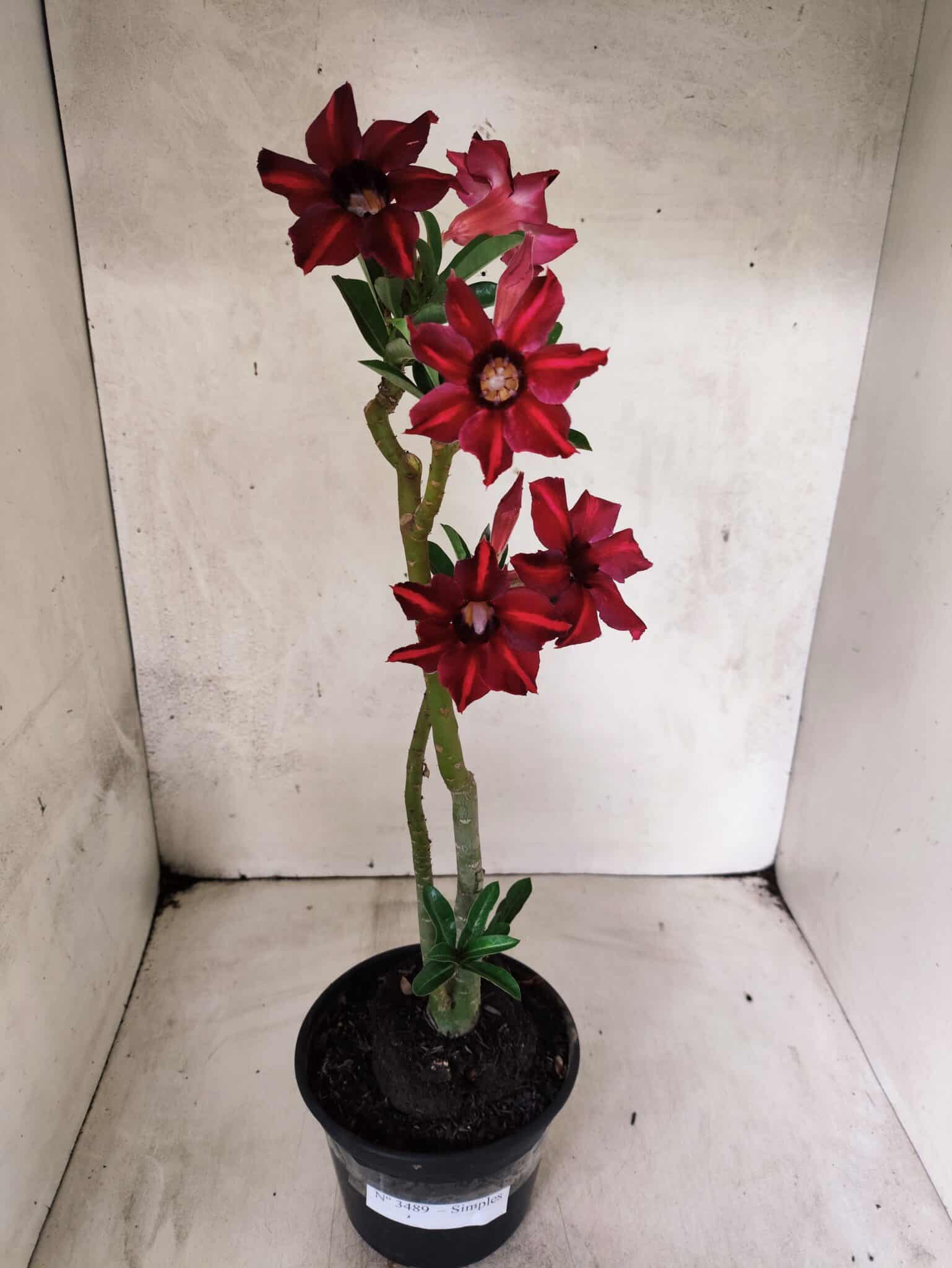 Planta Simples 3489 – 35cm – 03 anos - foto 2