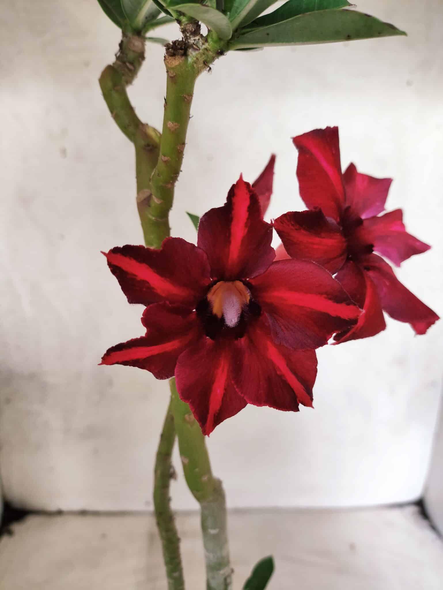 Planta Simples 3489 – 35cm – 03 anos - foto 3