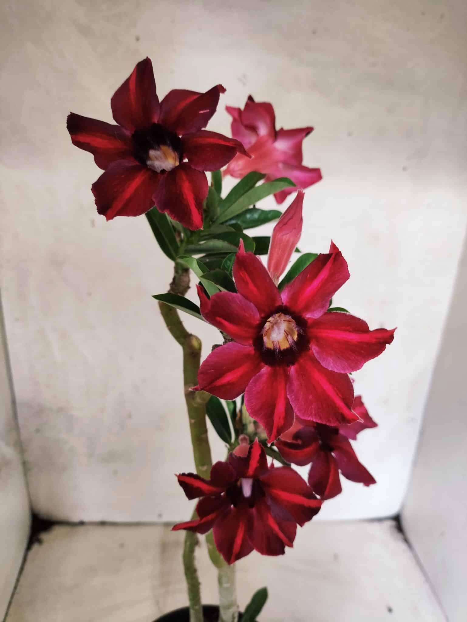 Planta Simples 3489 – 35cm – 03 anos - foto 5