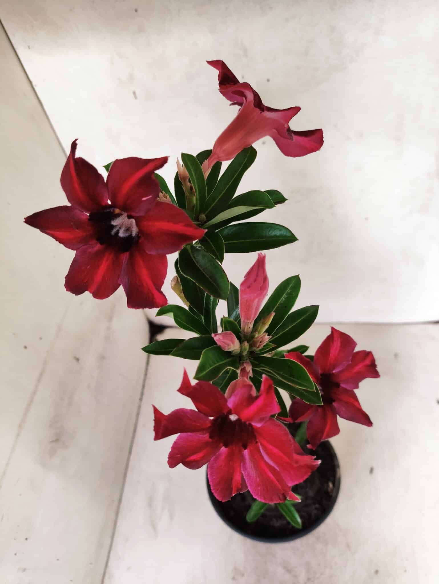 Planta Simples 3489 – 35cm – 03 anos - foto 4
