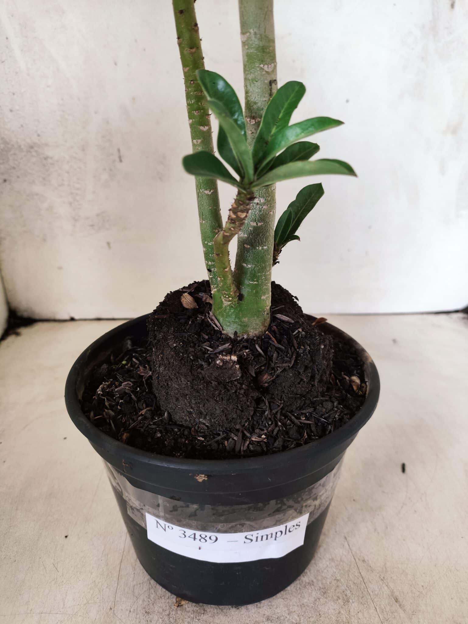 Planta Simples 3489 – 35cm – 03 anos - foto 8