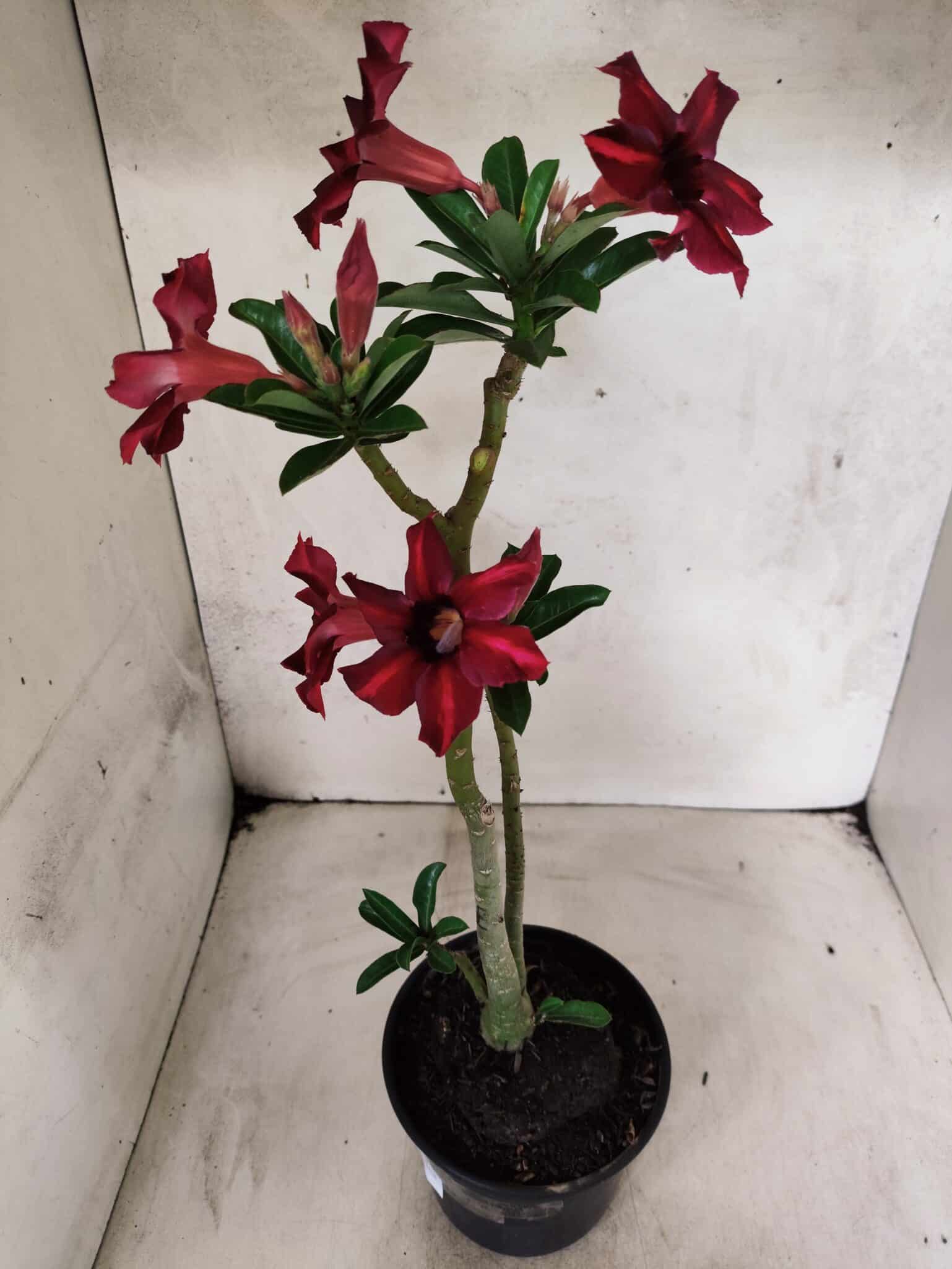 Planta Simples 3489 – 35cm – 03 anos - foto 7