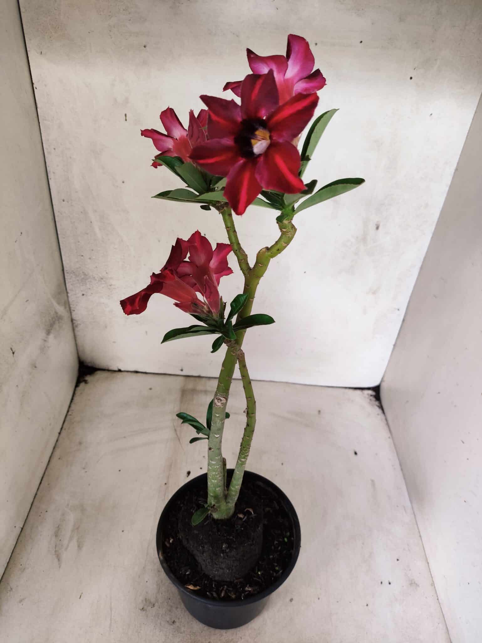 Planta Simples 3489 – 35cm – 03 anos - foto 6