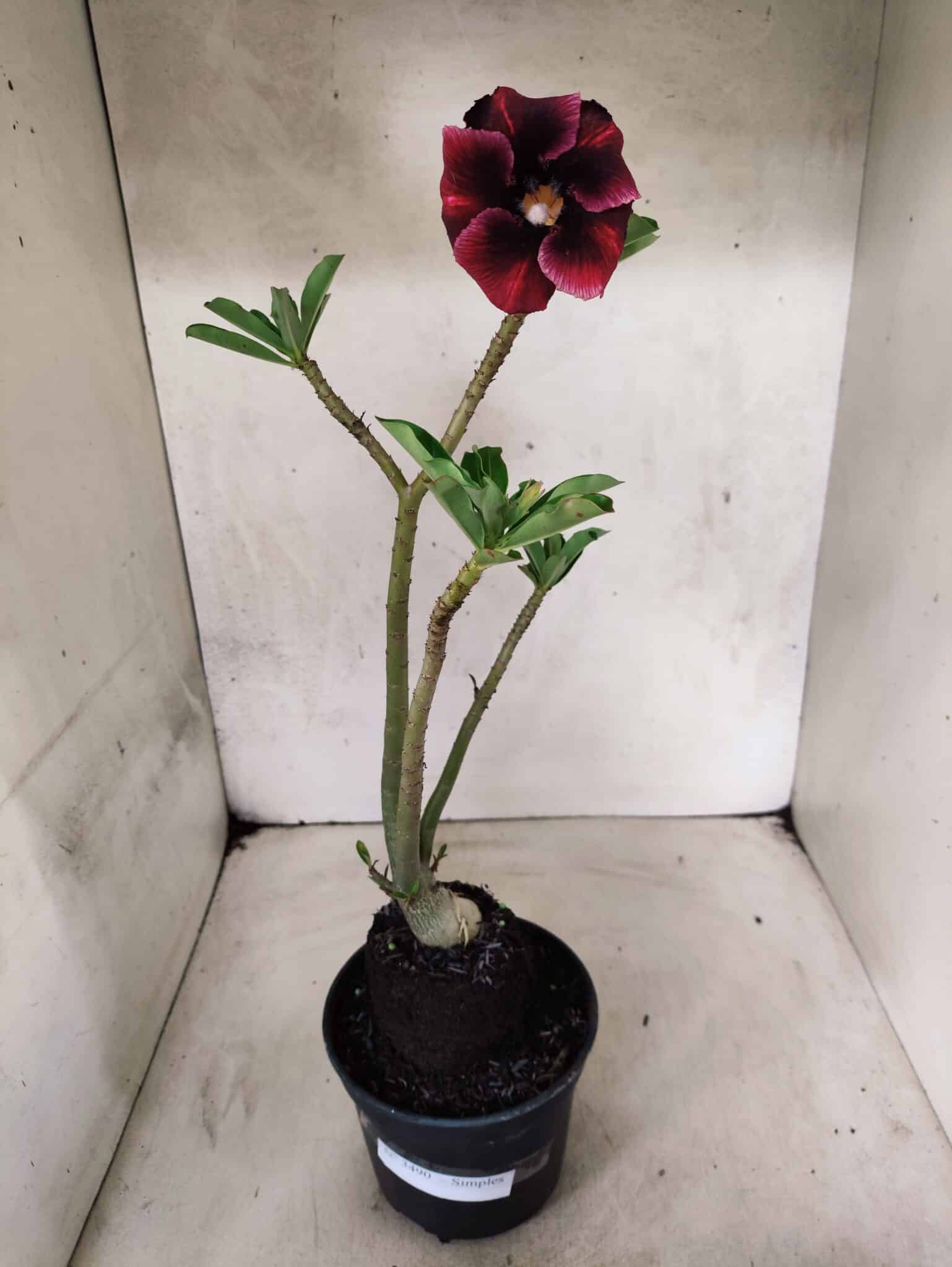 Planta Simples 3490 – 35cm – 03 anos - foto 2