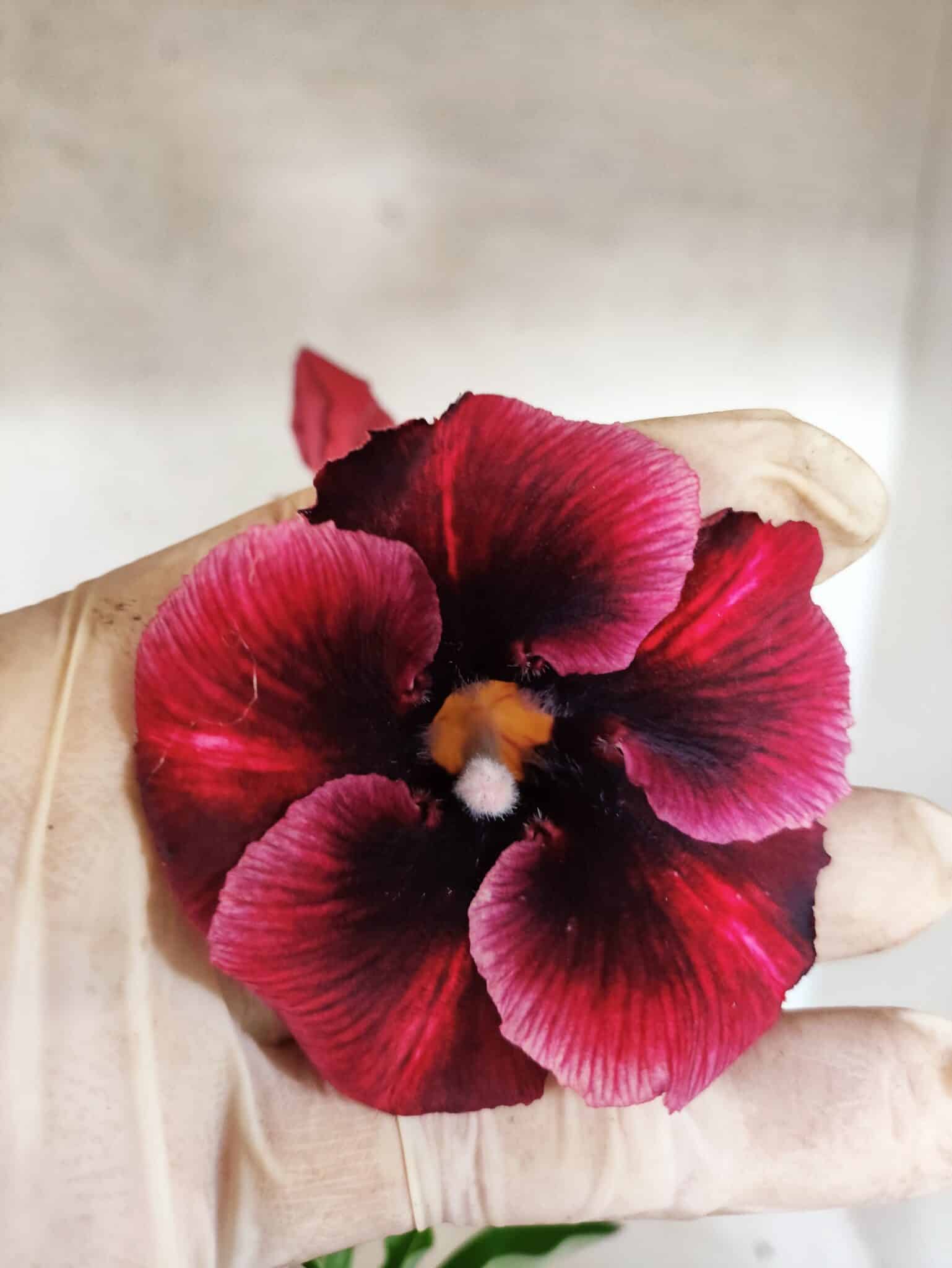 Planta Simples 3490 – 35cm – 03 anos - foto 3