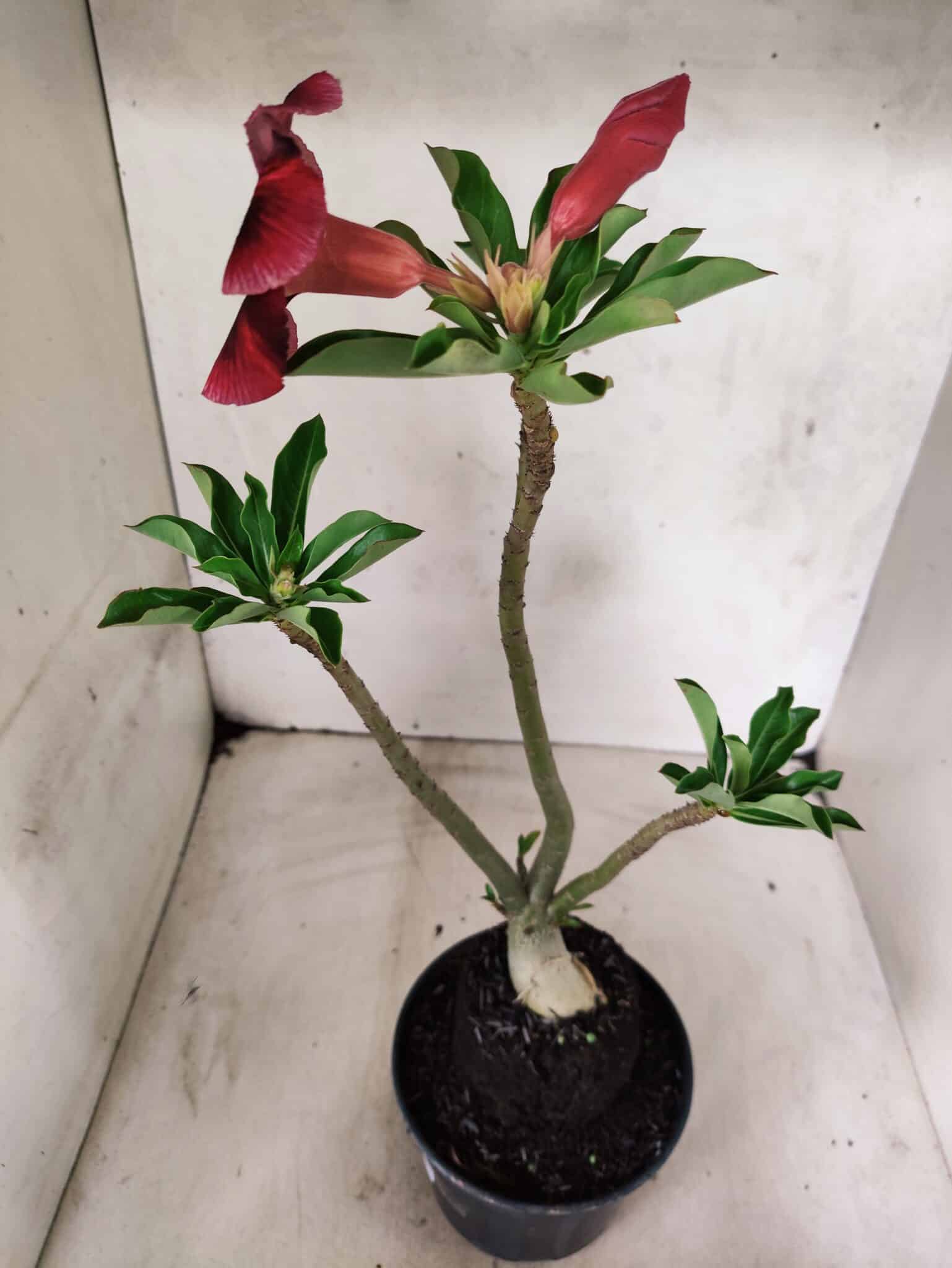 Planta Simples 3490 – 35cm – 03 anos - foto 5