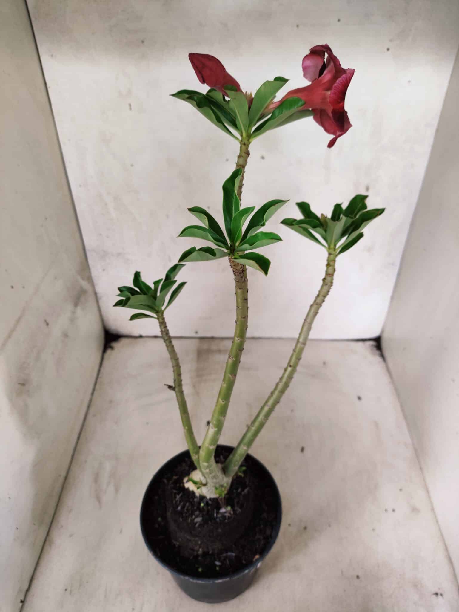 Planta Simples 3490 – 35cm – 03 anos - foto 4