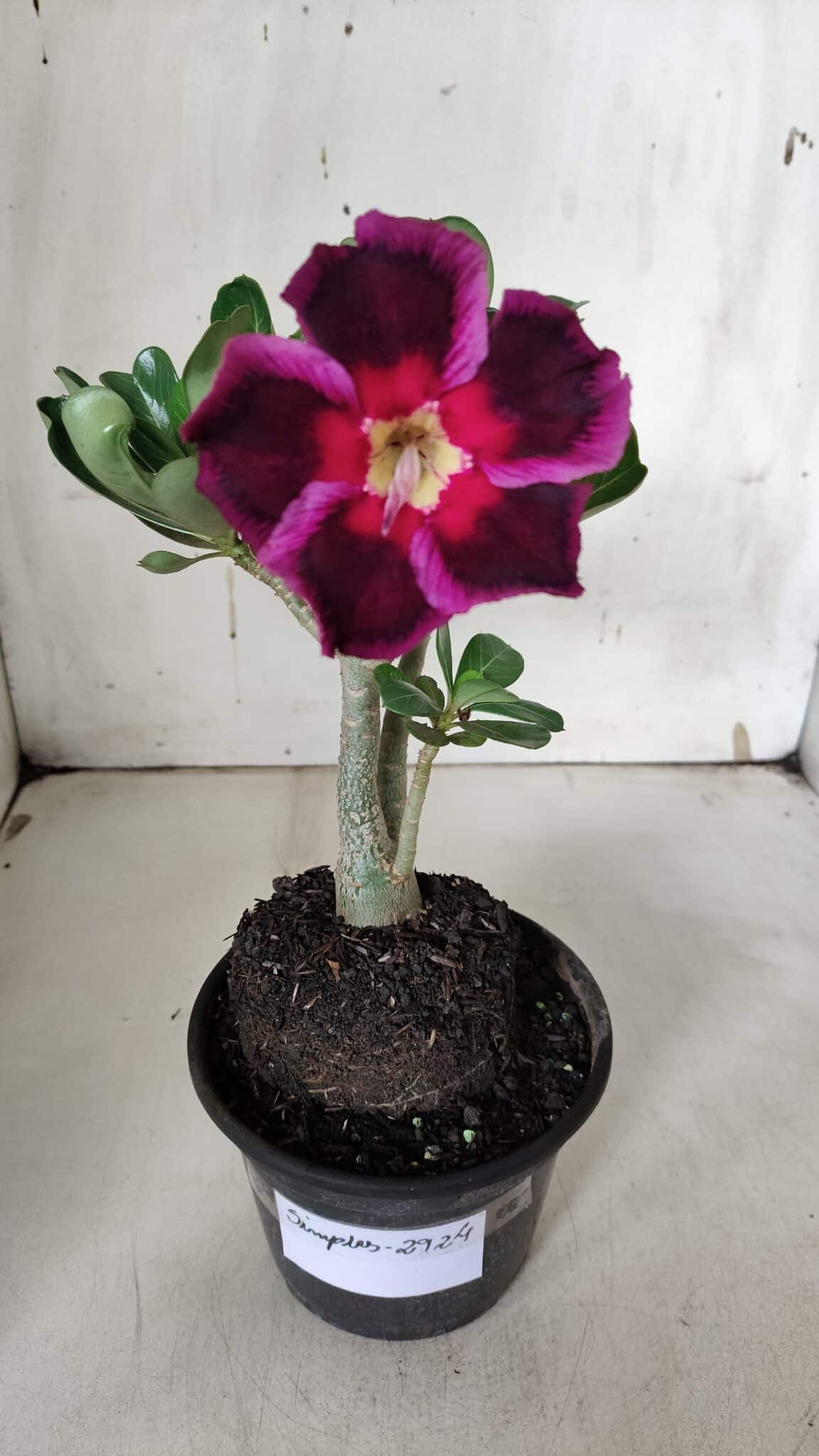 Planta Simples 2924 – 30cm – 02 anos