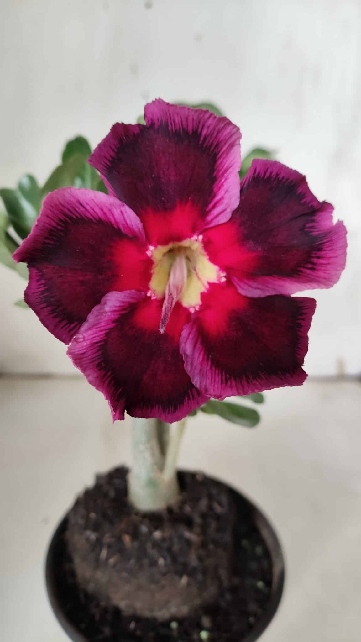 Planta Simples 2924 – 30cm – 02 anos