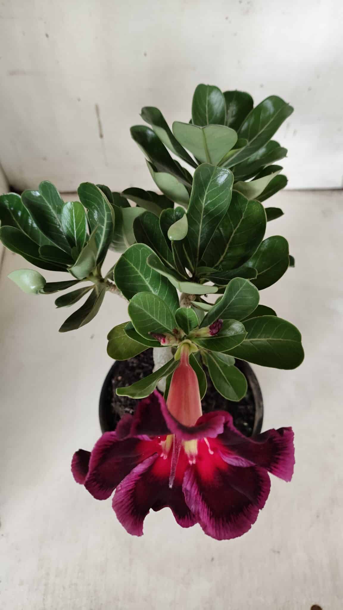 Planta Simples 2924 – 30cm – 02 anos