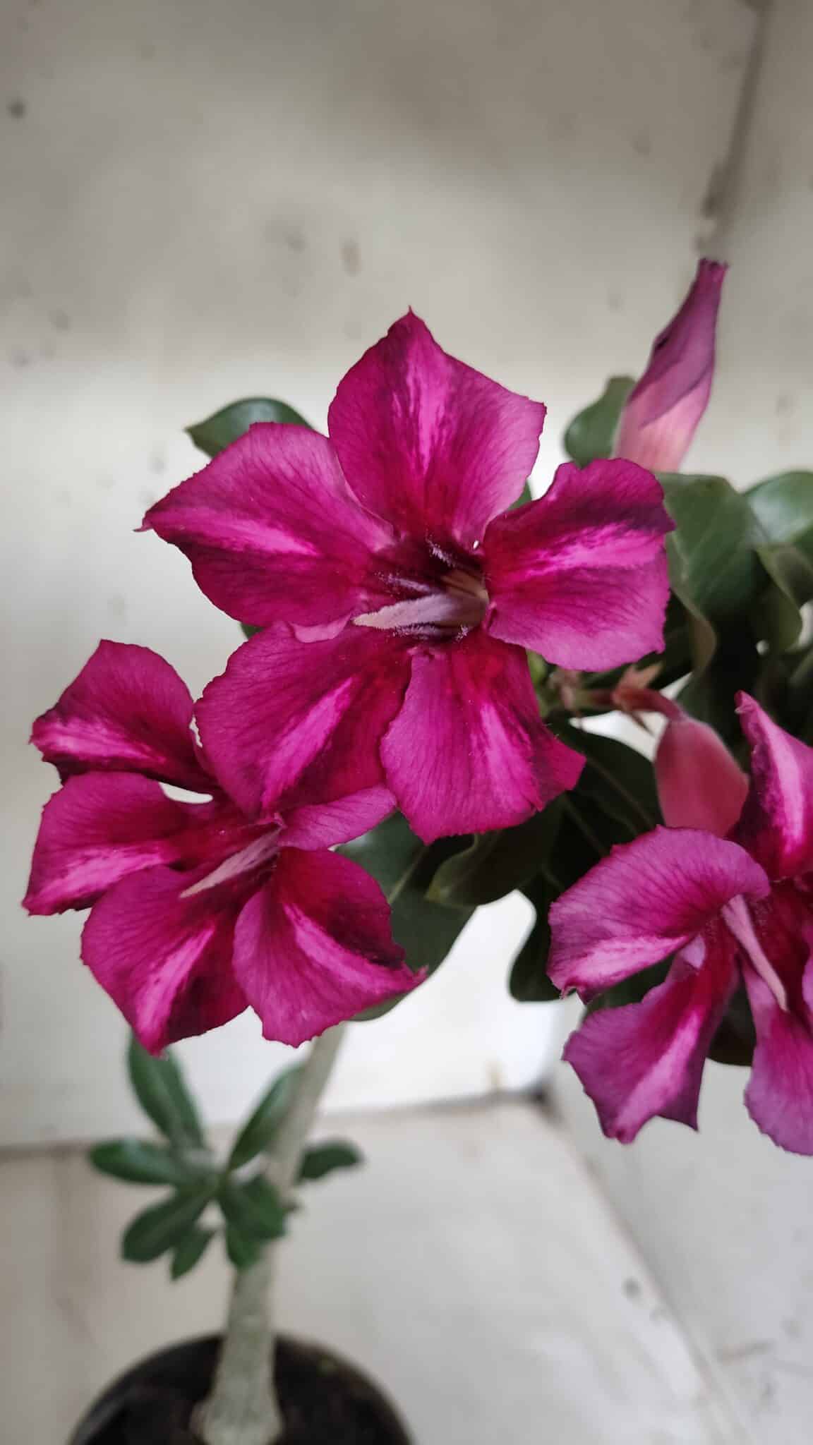 Planta Simples 2925 – 35cm – 03 anos