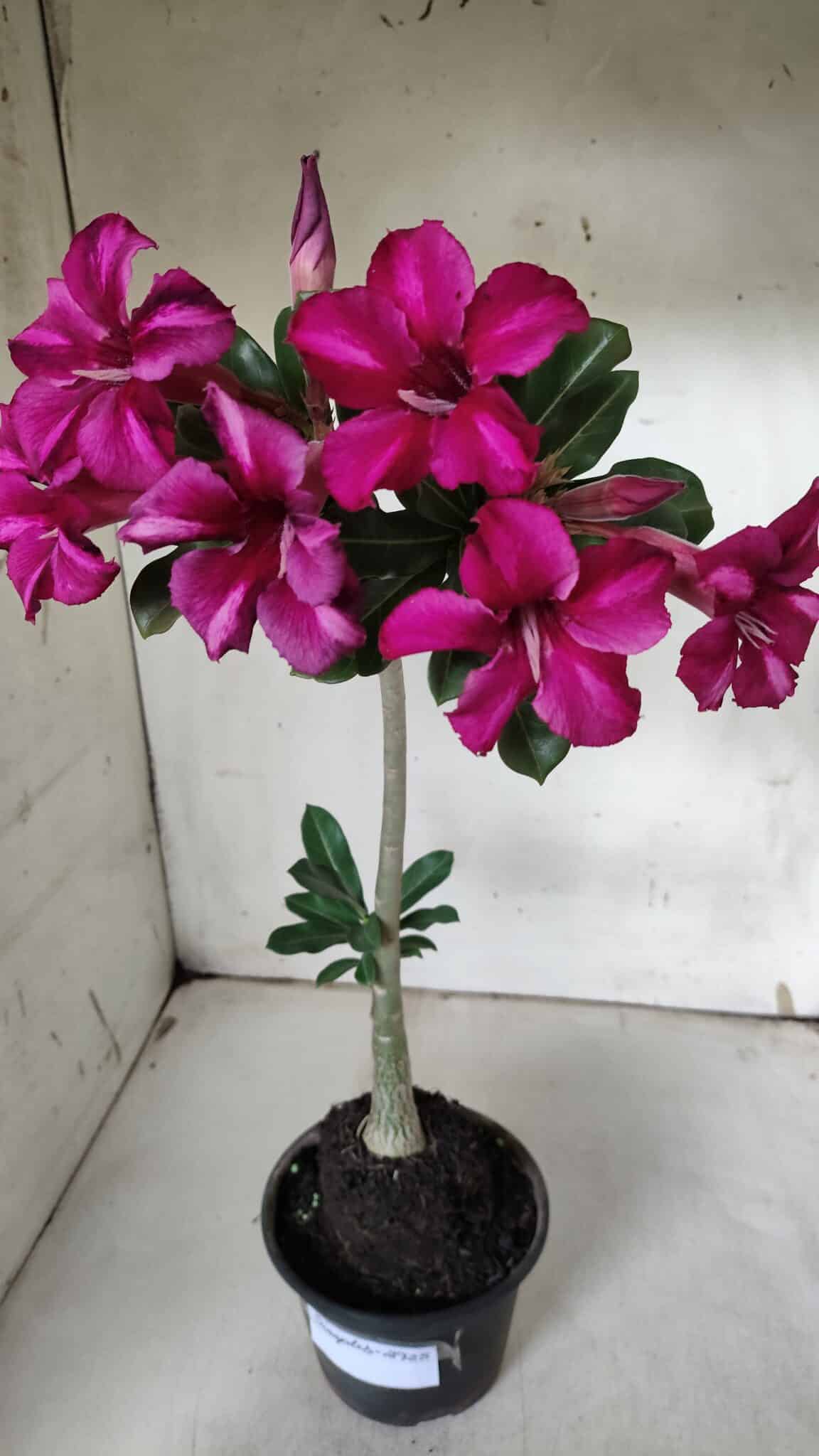 Planta Simples 2925 – 35cm – 03 anos