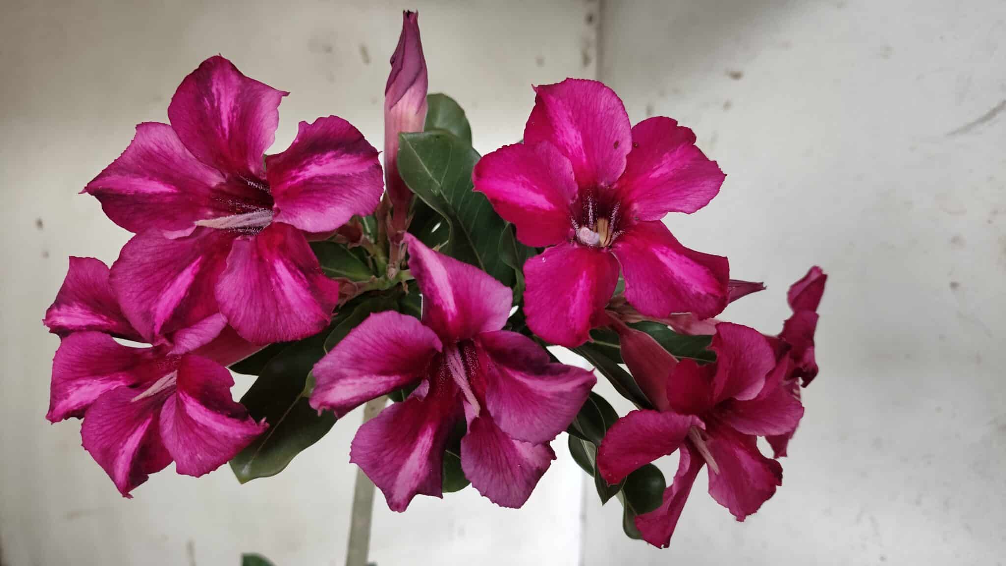 Planta Simples 2925 – 35cm – 03 anos