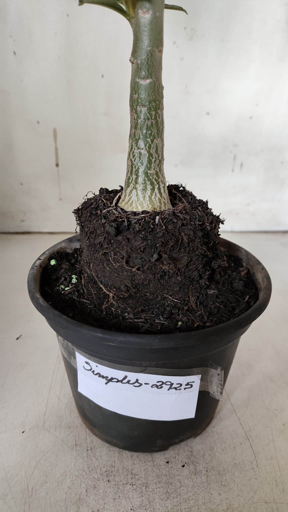 Planta Simples 2925 – 35cm – 03 anos