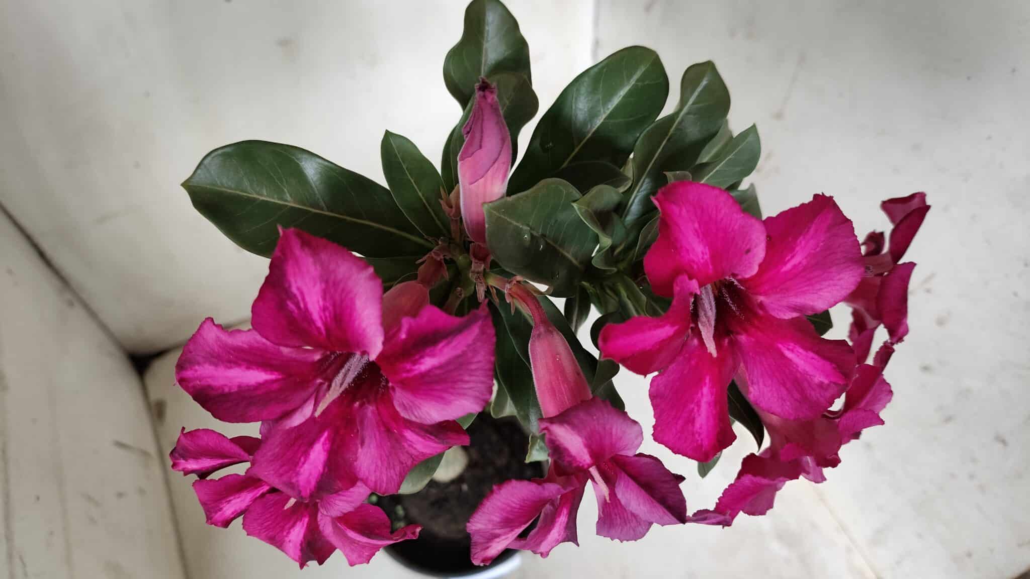 Planta Simples 2925 – 35cm – 03 anos
