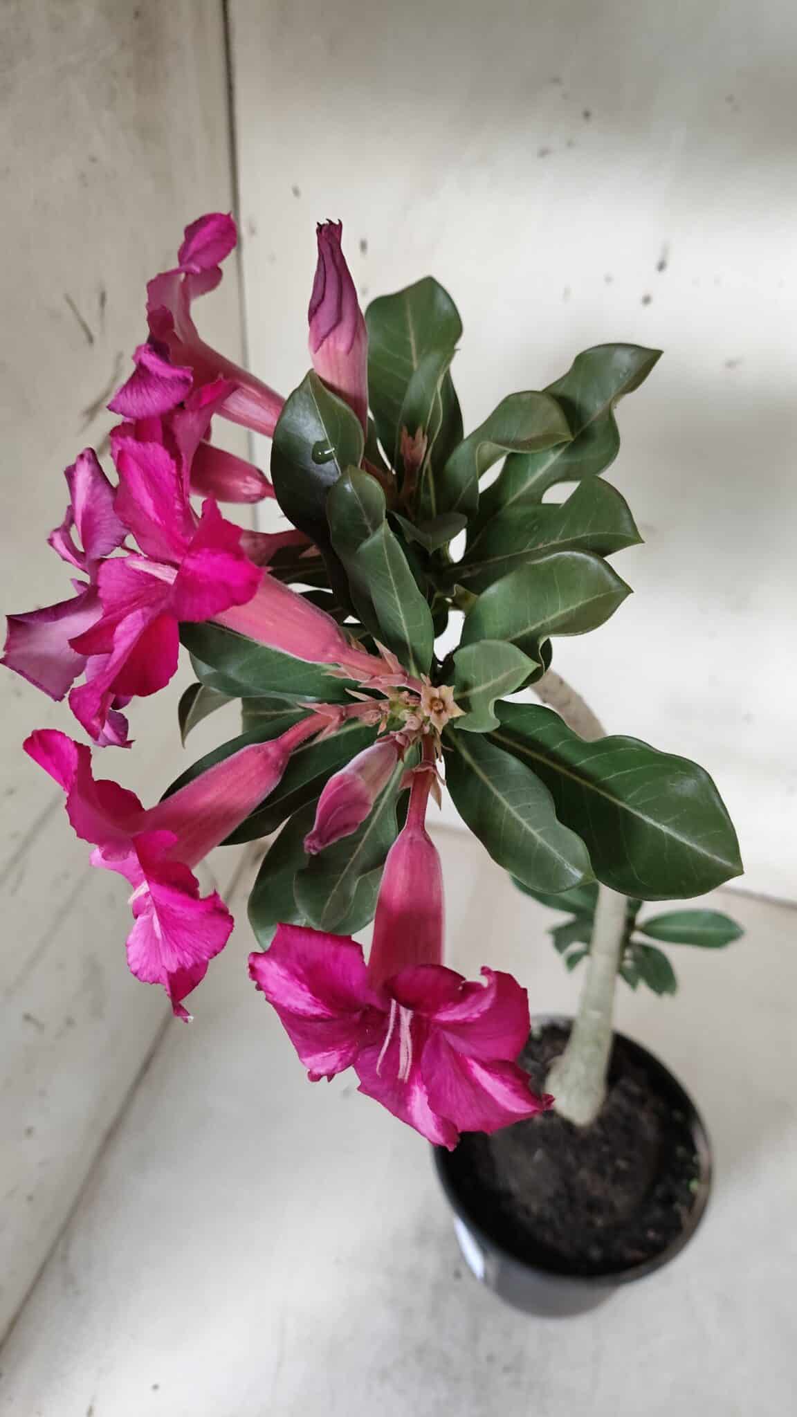 Planta Simples 2925 – 35cm – 03 anos
