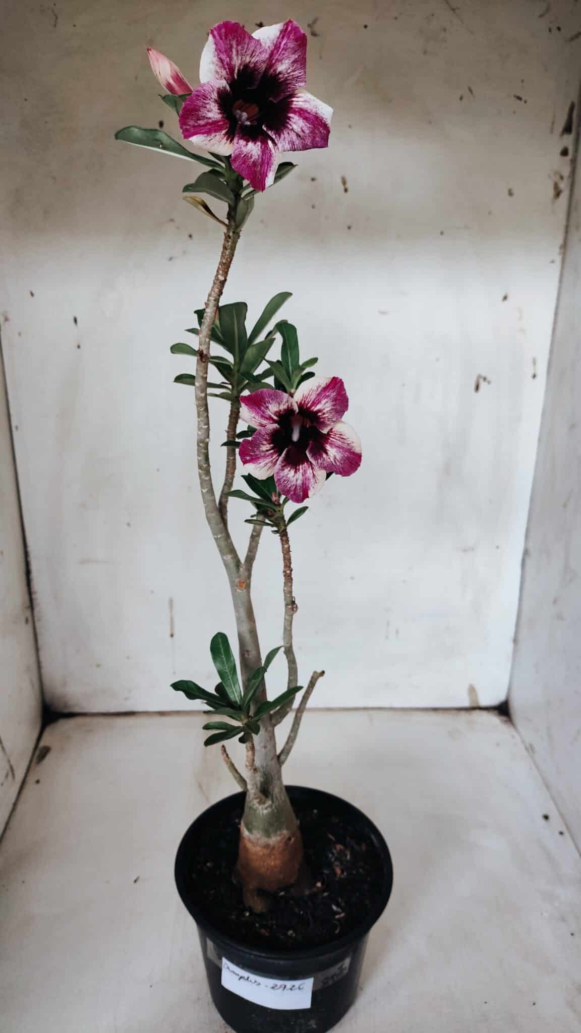 Planta Simples 2926 – 35cm – 03 anos