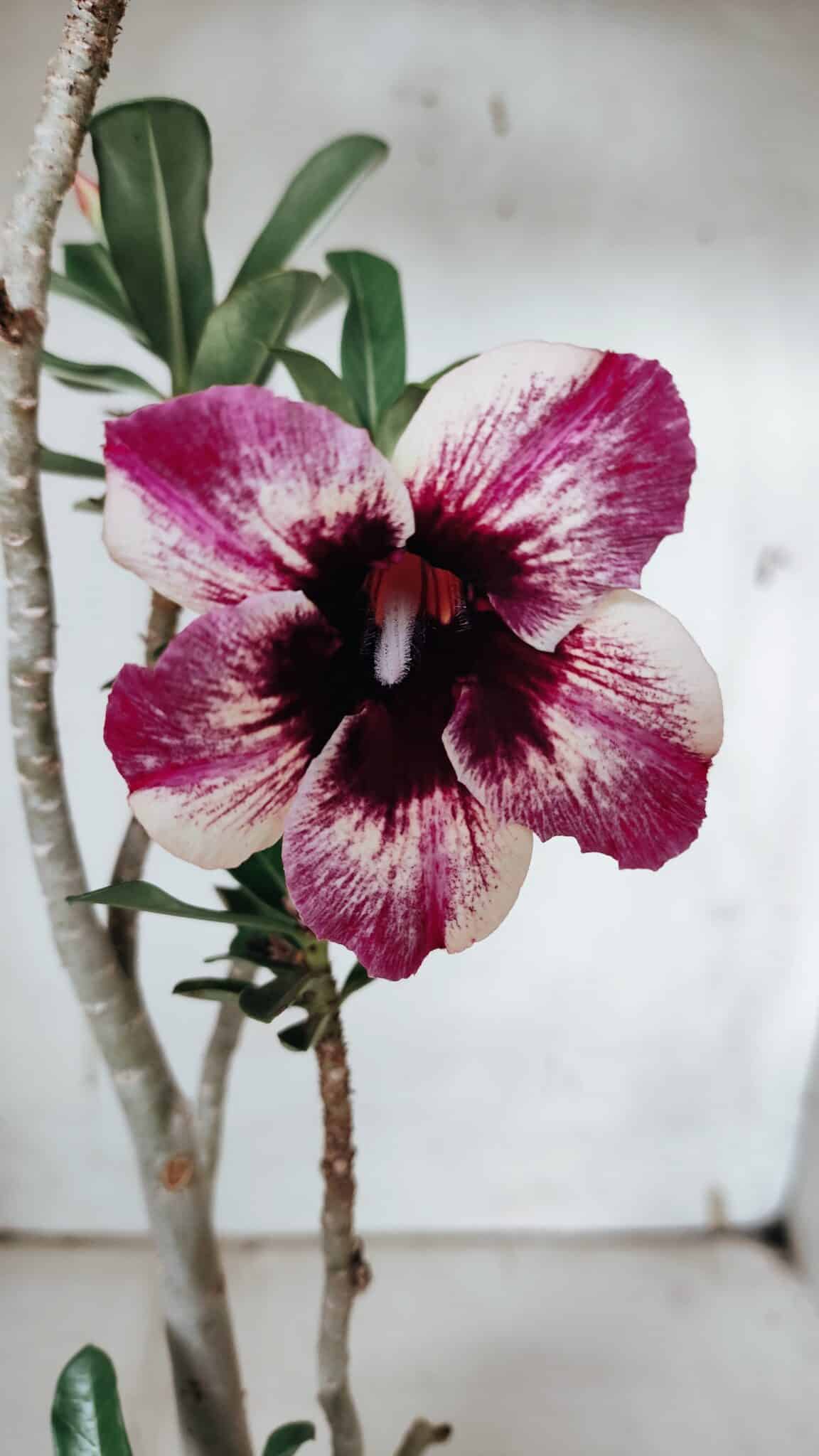 Planta Simples 2926 – 35cm – 03 anos