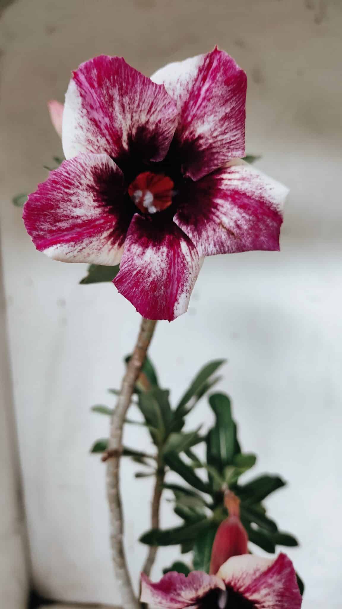 Planta Simples 2926 – 35cm – 03 anos