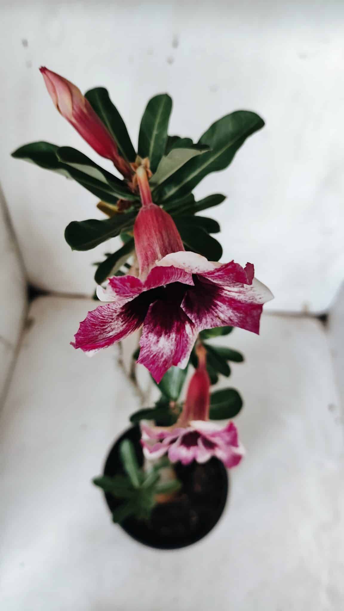 Planta Simples 2926 – 35cm – 03 anos