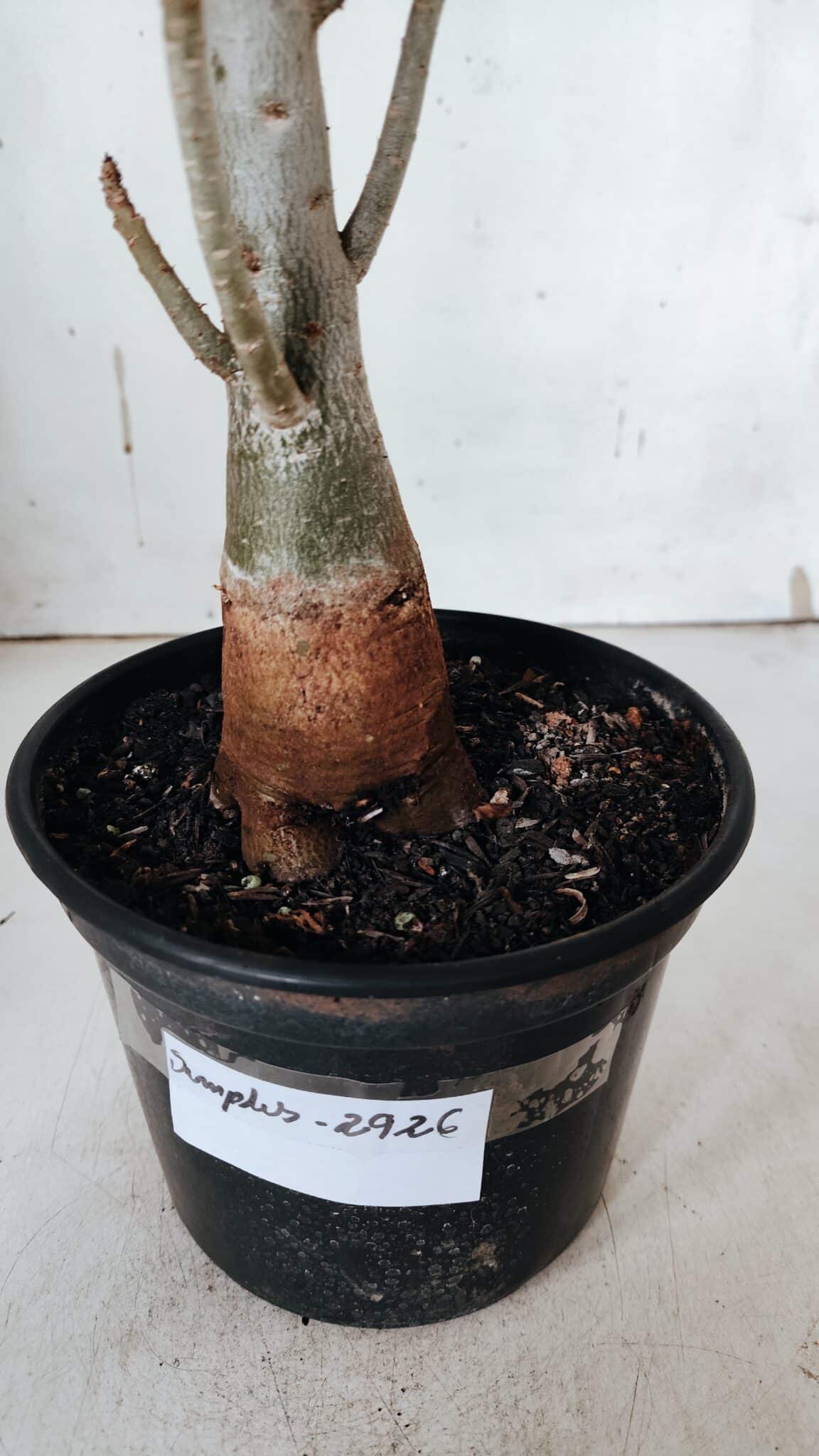 Planta Simples 2926 – 35cm – 03 anos