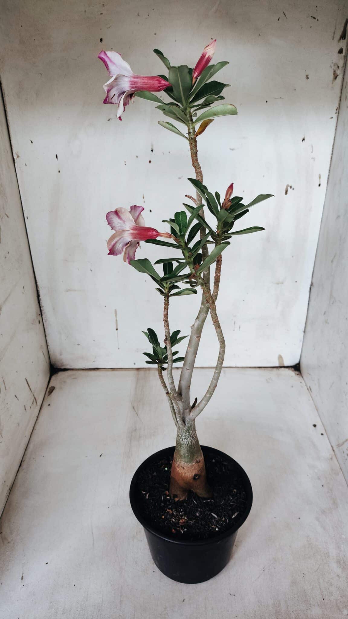 Planta Simples 2926 – 35cm – 03 anos