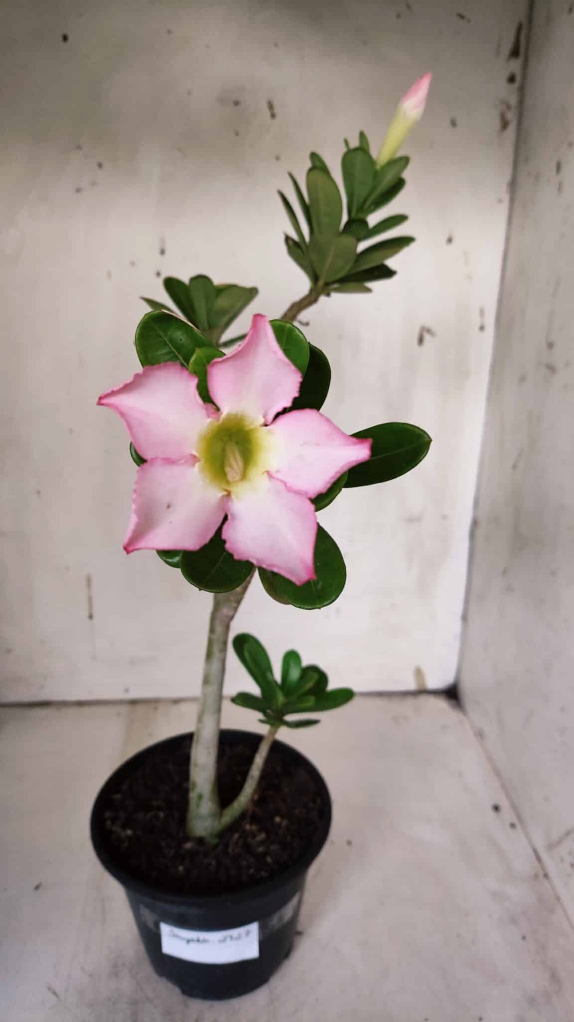 Planta Simples 2927 – 35cm – 03 anos